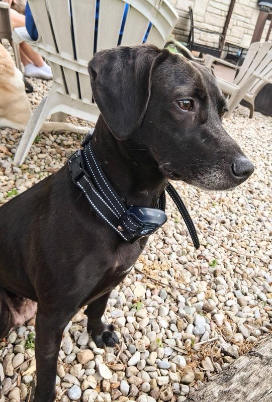 Karen, a ADOPTABLE mixed breed in Covington, KY image 3/5
