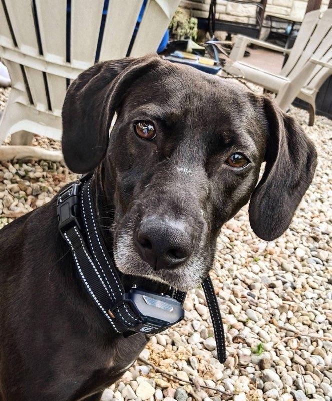 Karen, ADOPTABLE, Adult Female Black Labrador Retriever.