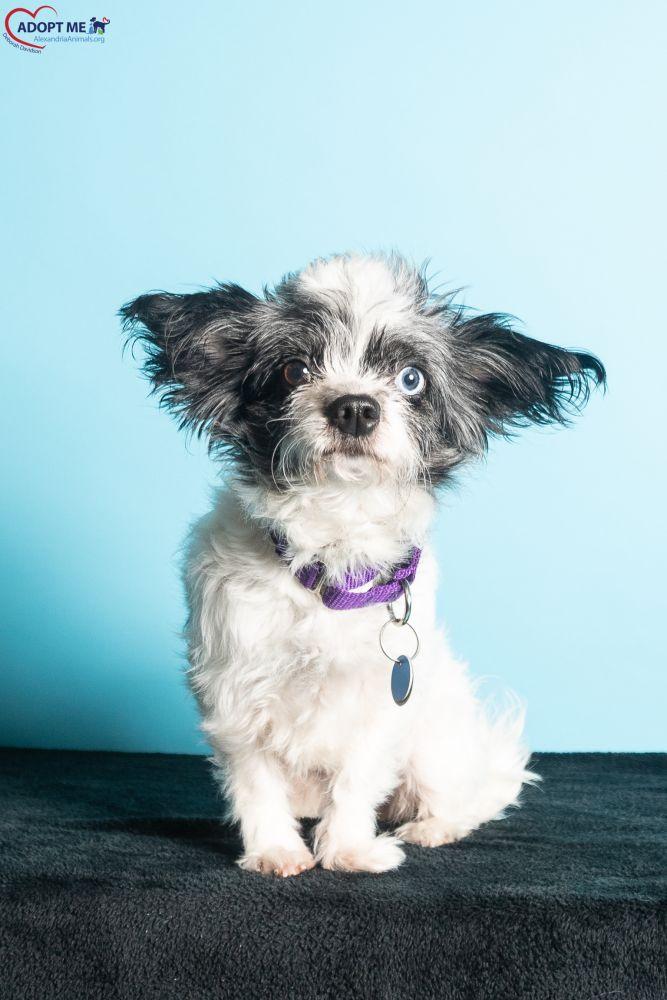 Layla, Adoptable, Adult Female Mixed Breed.