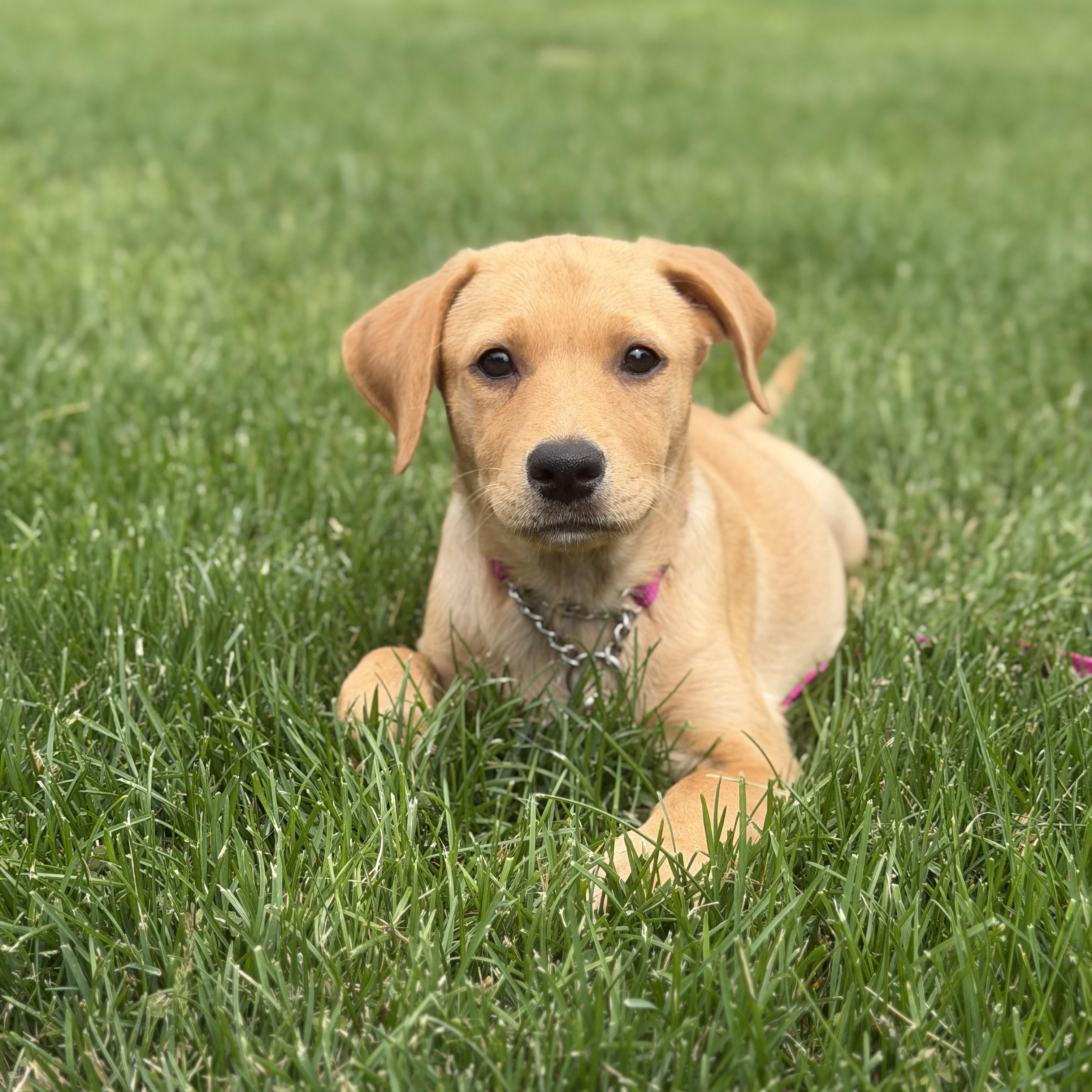 Lina, a ADOPTABLE mixed breed in Yaphank, NY image 6/6