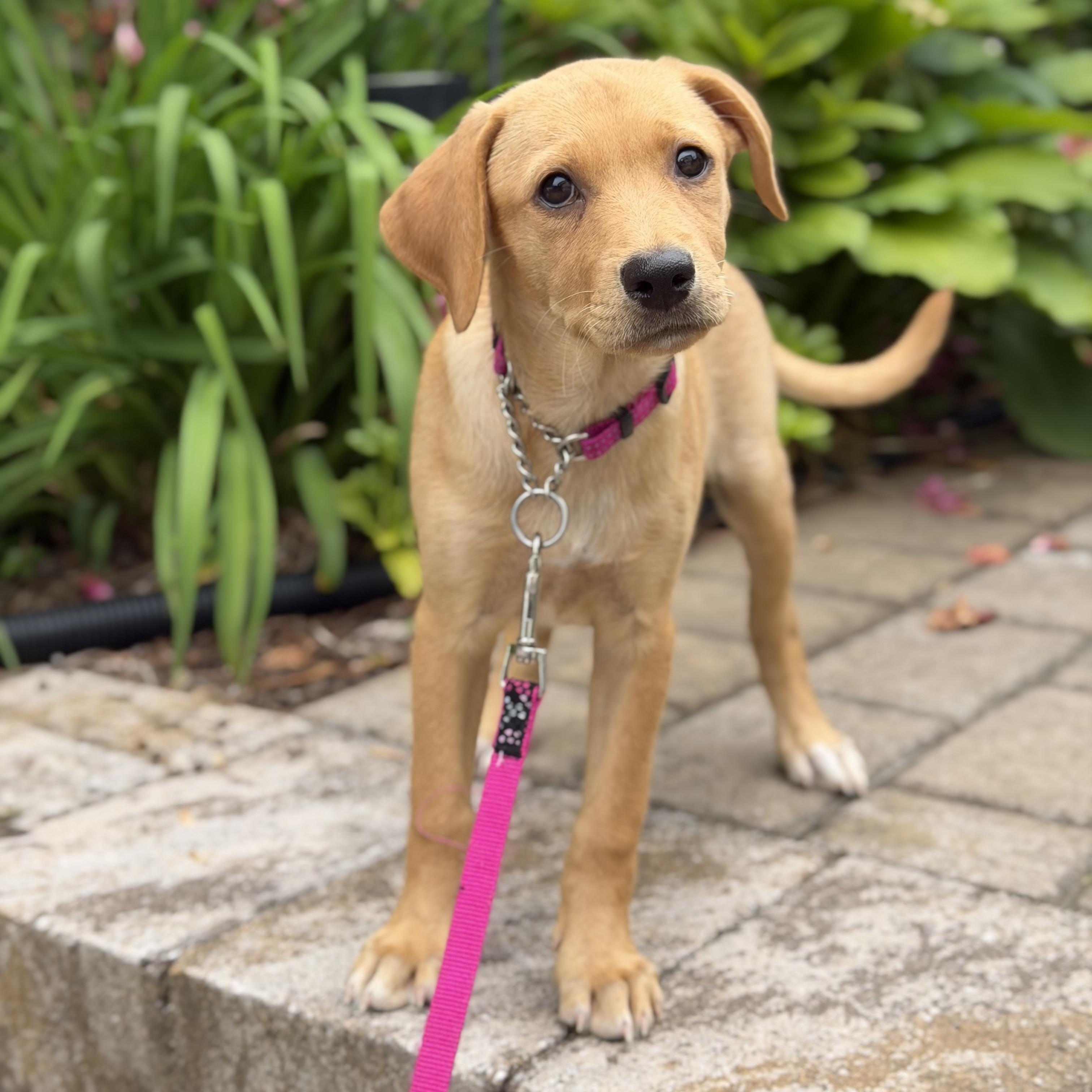 Lina, ADOPTABLE, Puppy Female Labrador Retriever.