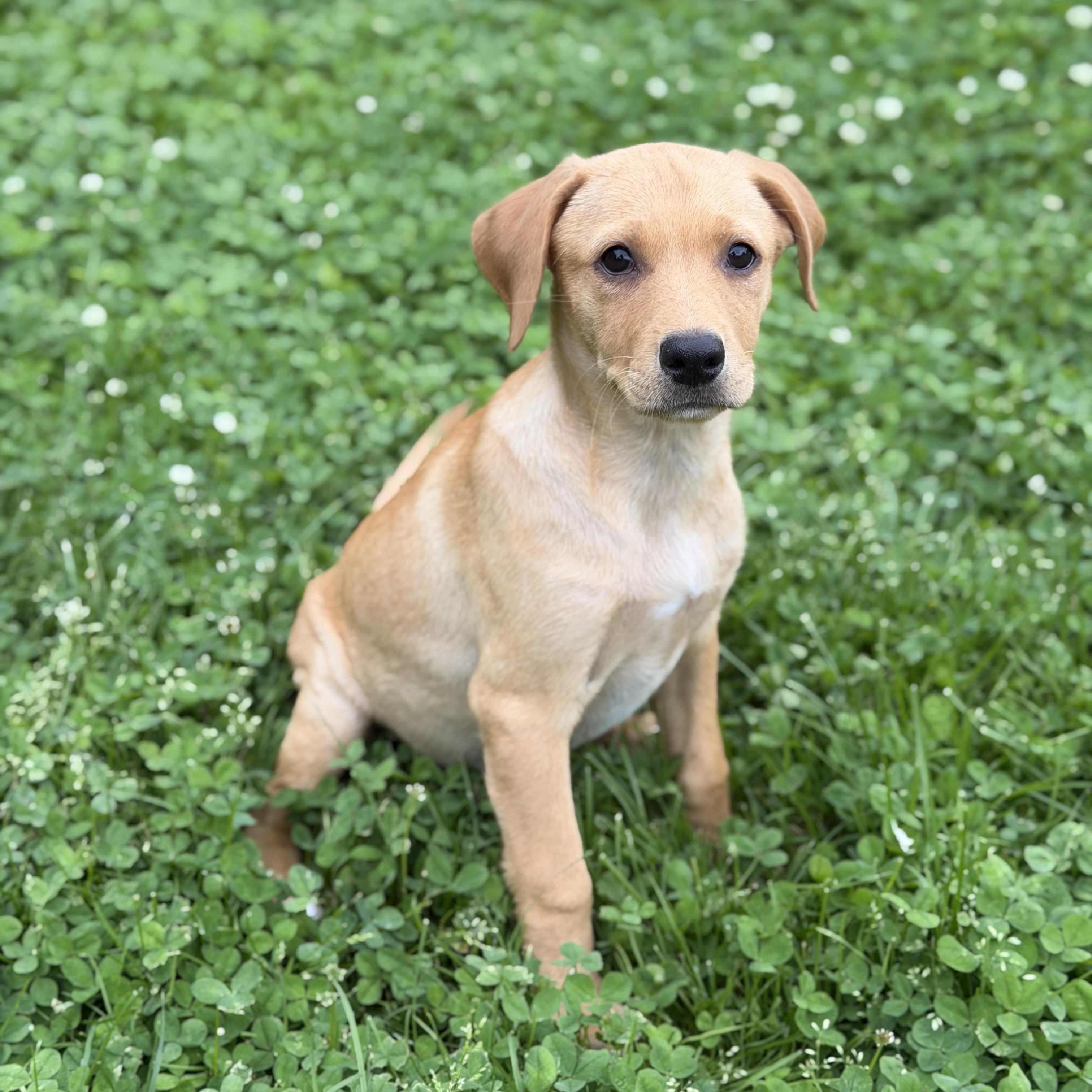 Lina, a ADOPTABLE mixed breed in Yaphank, NY image 4/6