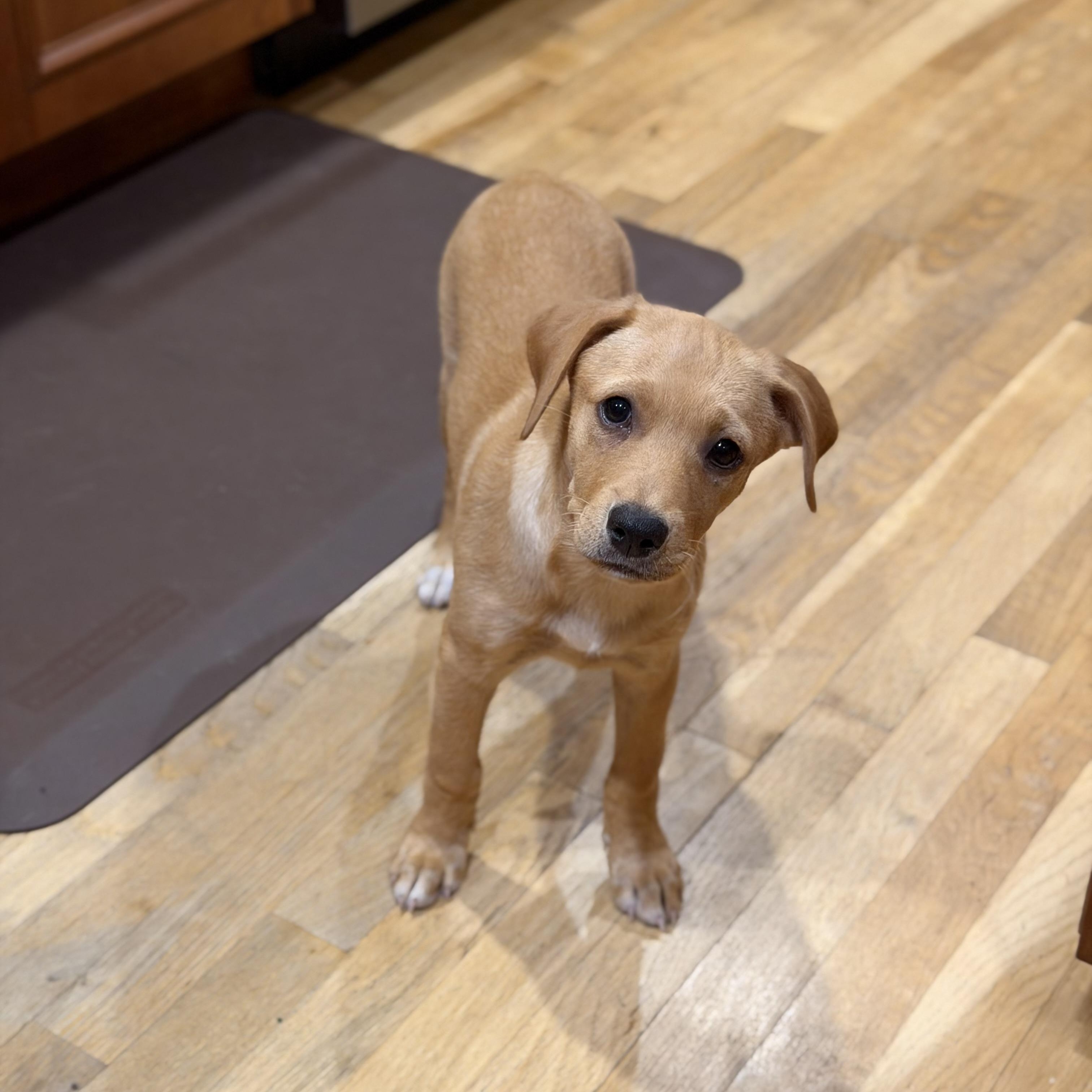 Lina, a ADOPTABLE mixed breed in Yaphank, NY image 2/6