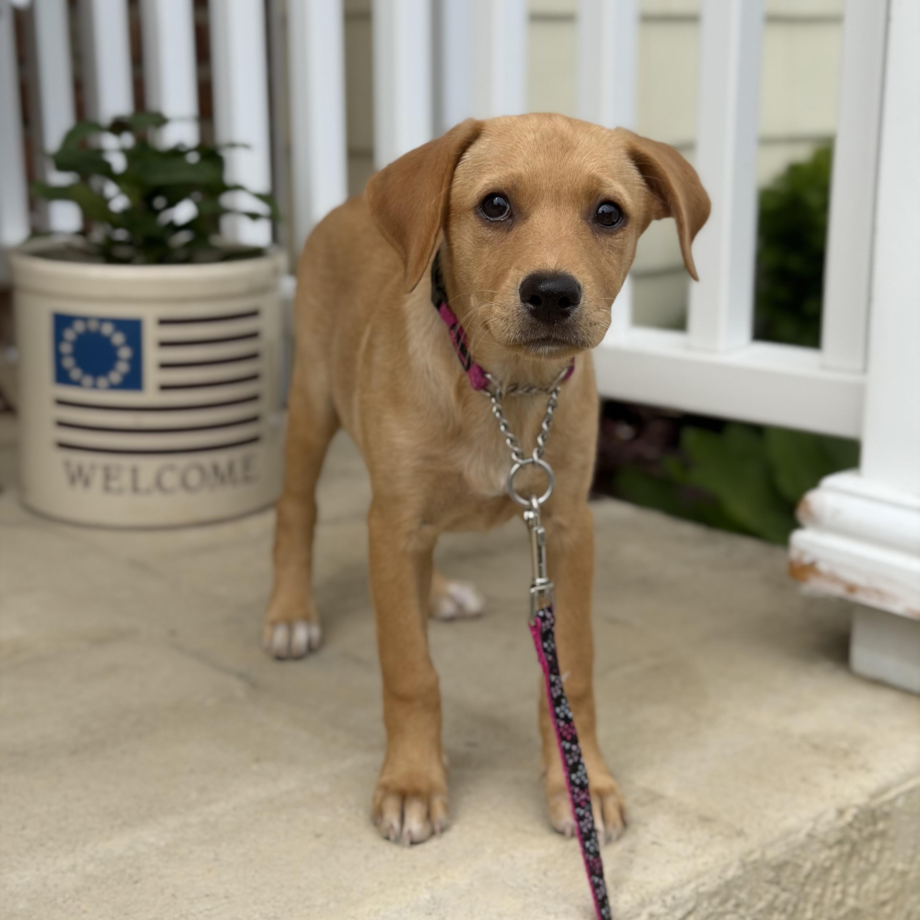 Lina, a ADOPTABLE mixed breed in Yaphank, NY image 3/6