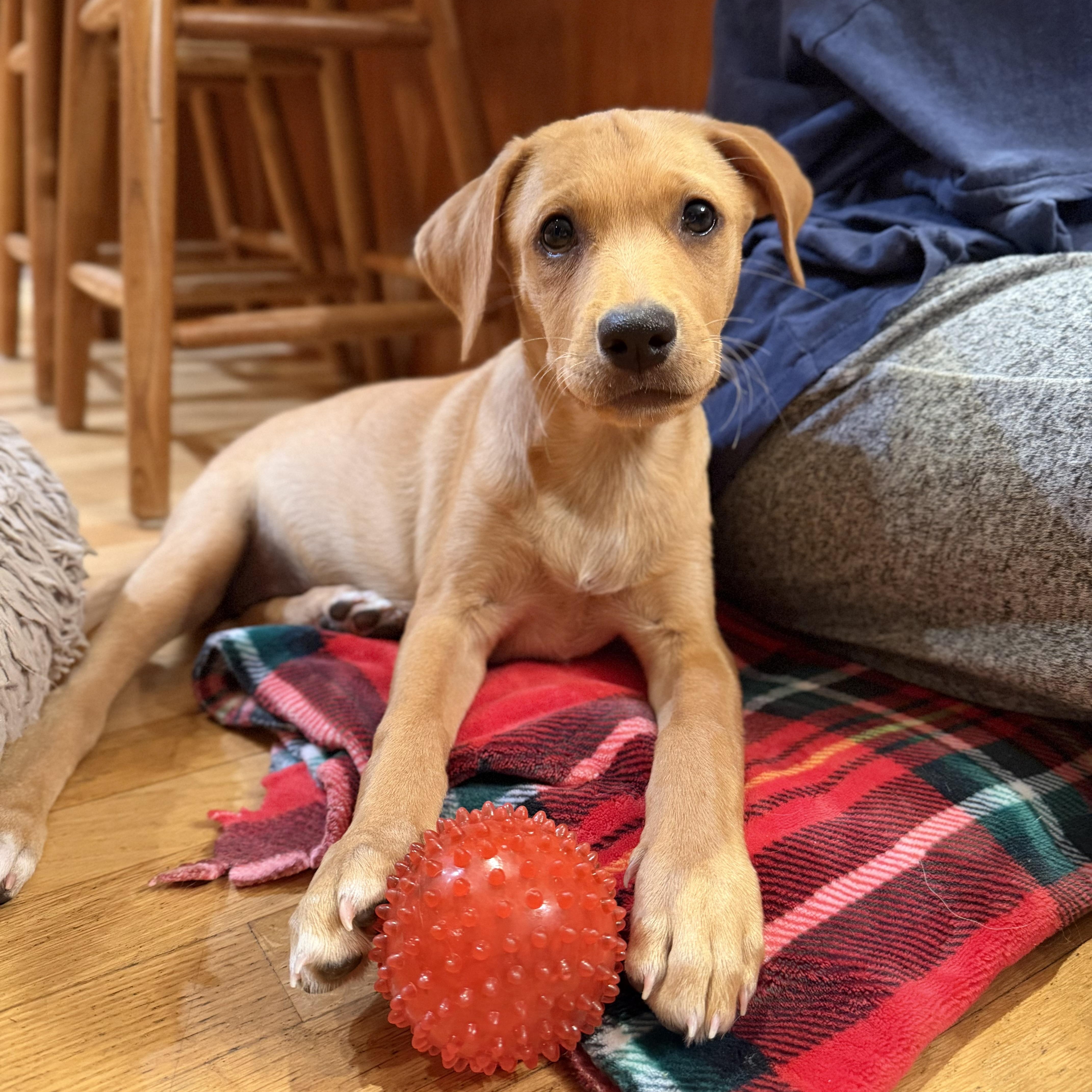 Lina, a ADOPTABLE mixed breed in Yaphank, NY image 5/6