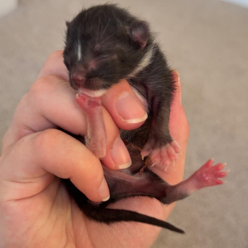 Tivon, Adoptable, Kitten Male Extra-Toes Cat / Hemingway Polydactyl.