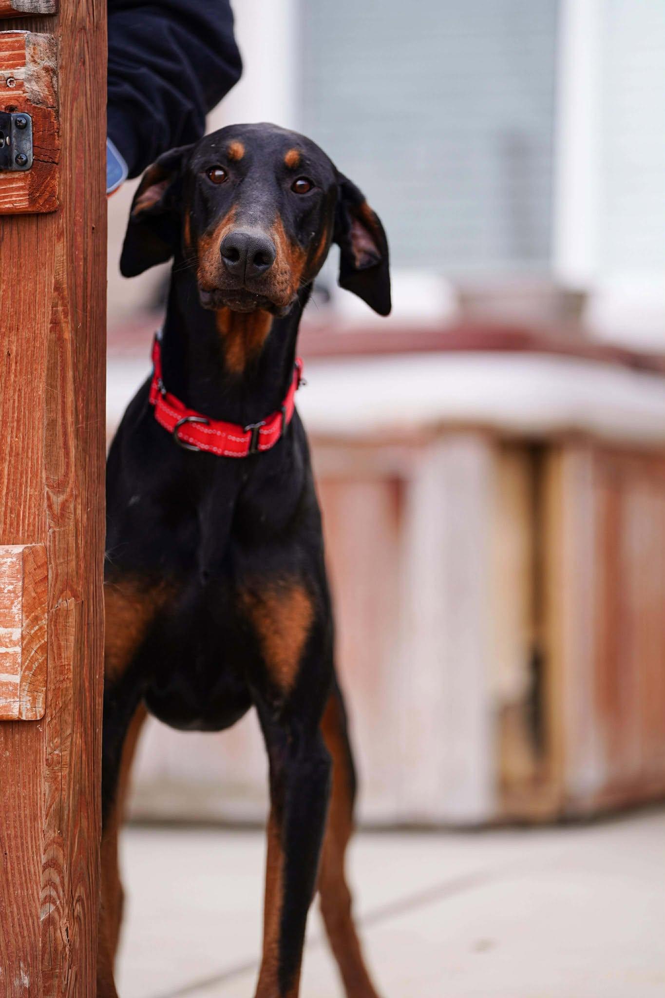 Memphis, Adopted, Adult Male Doberman Pinscher.