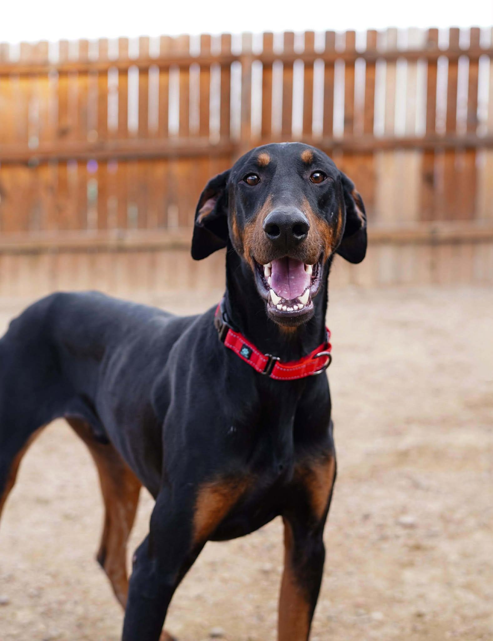 Enlarge Memphis, a Adopted Doberman Pinscher in Denver, CO image 2/6