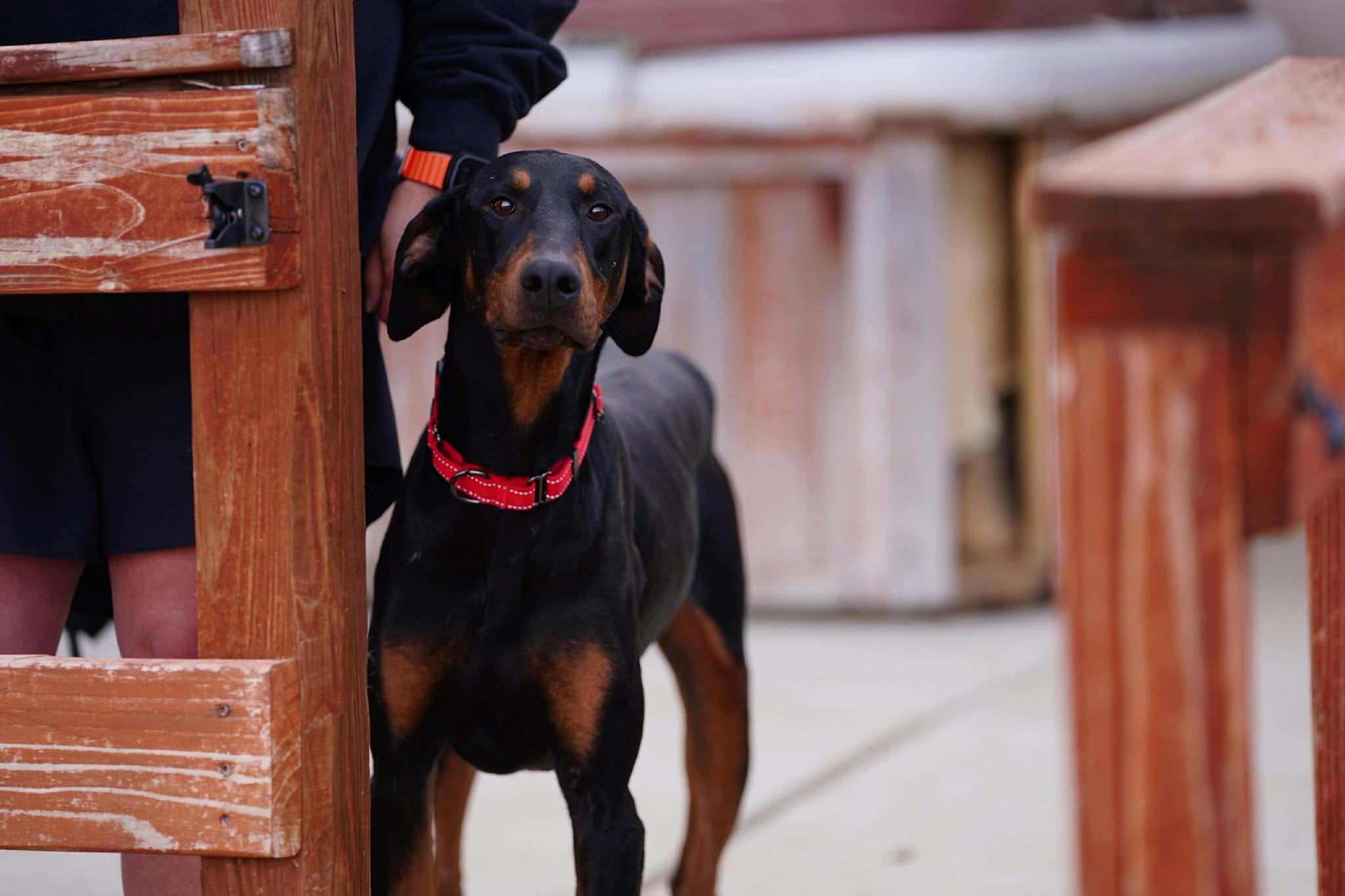 Enlarge Memphis, a Adopted Doberman Pinscher in Denver, CO image 4/6