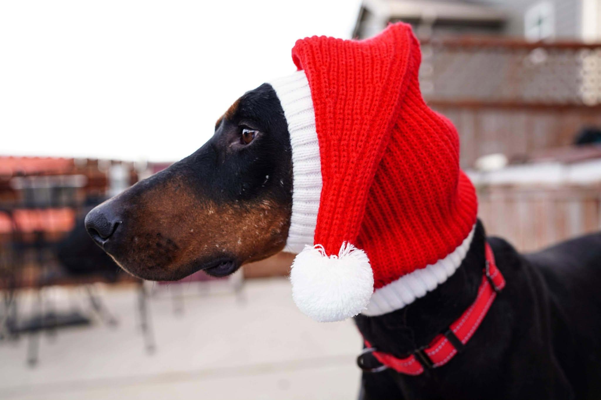 Enlarge Memphis, a Adopted Doberman Pinscher in Denver, CO image 5/6