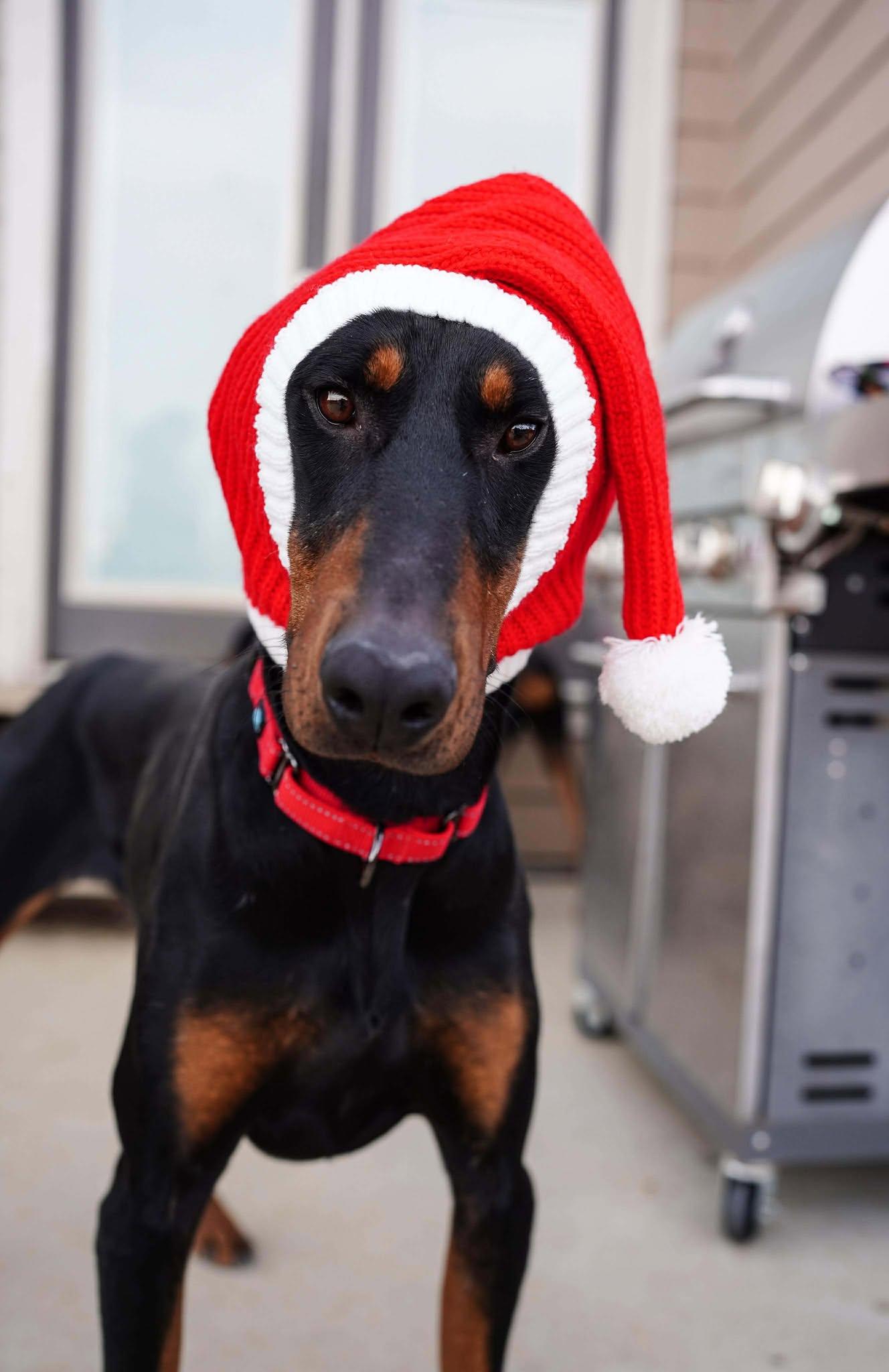 Enlarge Memphis, a Adopted Doberman Pinscher in Denver, CO image 6/6