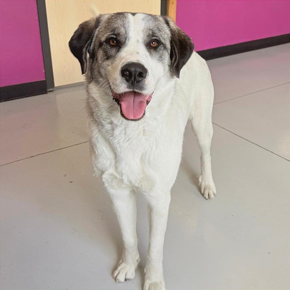 Enlarge Sadie, a Adoptable Mixed Breed in Ponca City, OK image 1/6
