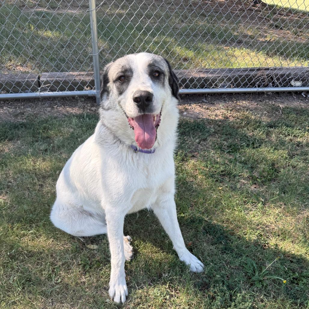 Enlarge Sadie, a Adoptable Mixed Breed in Ponca City, OK image 2/6