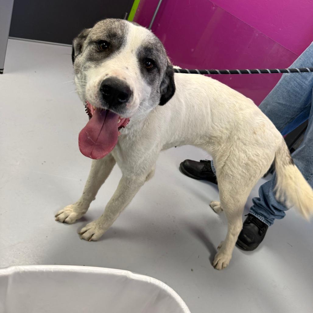 Enlarge Sadie, a Adoptable Mixed Breed in Ponca City, OK image 3/6