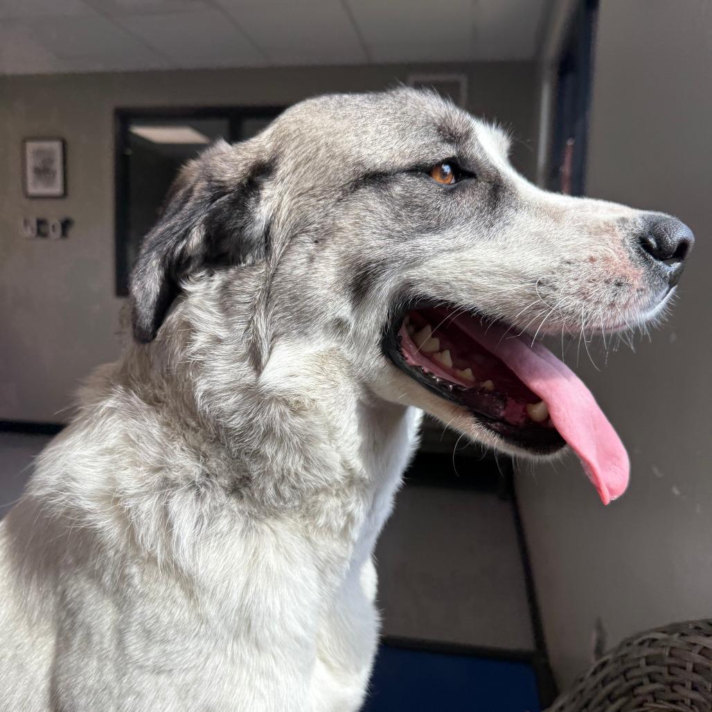 Enlarge Sadie, a Adoptable Mixed Breed in Ponca City, OK image 4/6