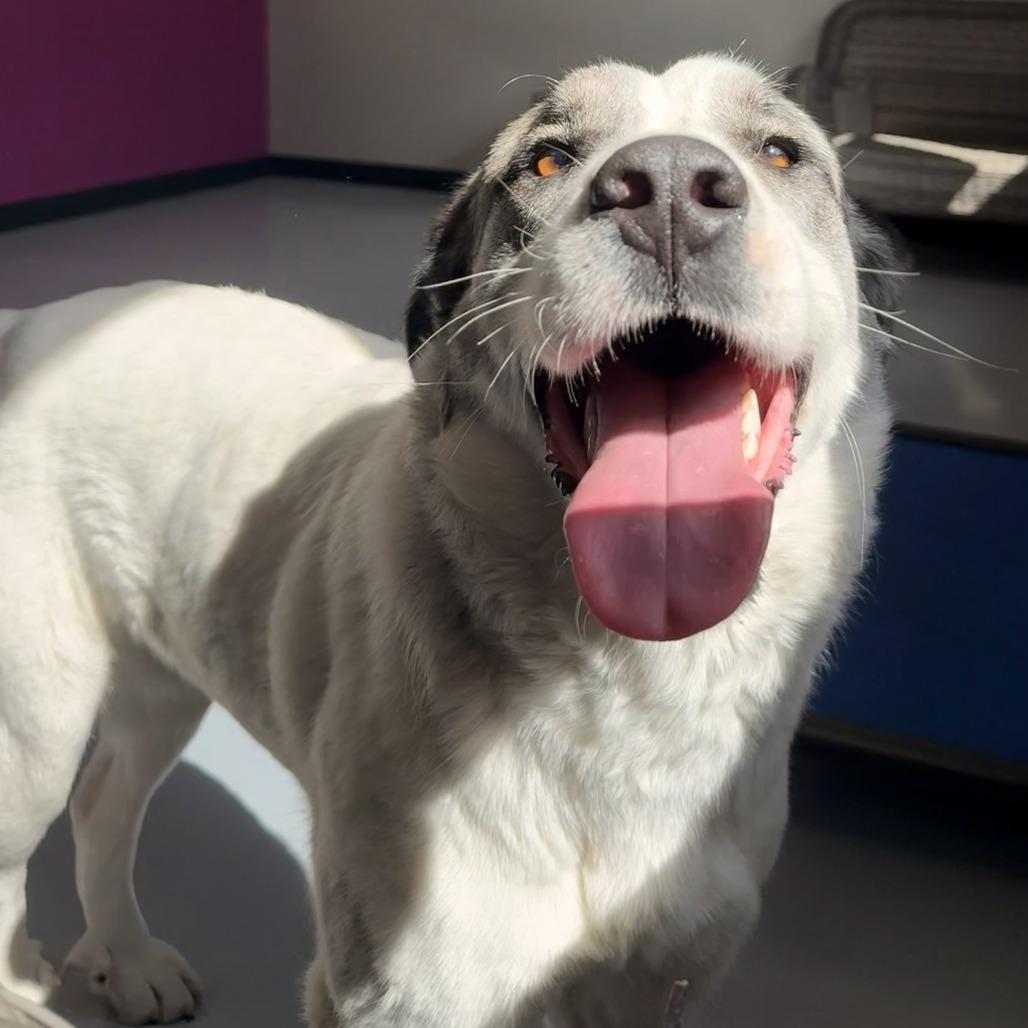 Enlarge Sadie, a Adoptable Mixed Breed in Ponca City, OK image 5/6