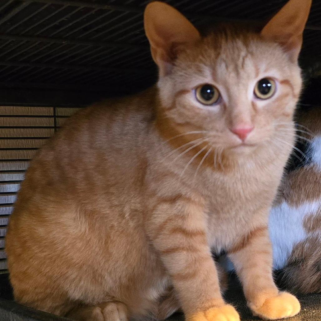 Chip, a Adoptable Domestic Short Hair in Bellingham, WA image 1/2