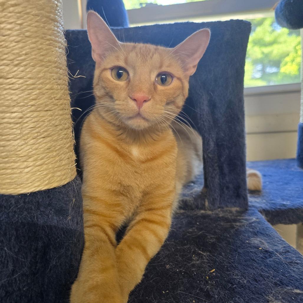 Chip, a Adoptable Domestic Short Hair in Bellingham, WA image 2/2