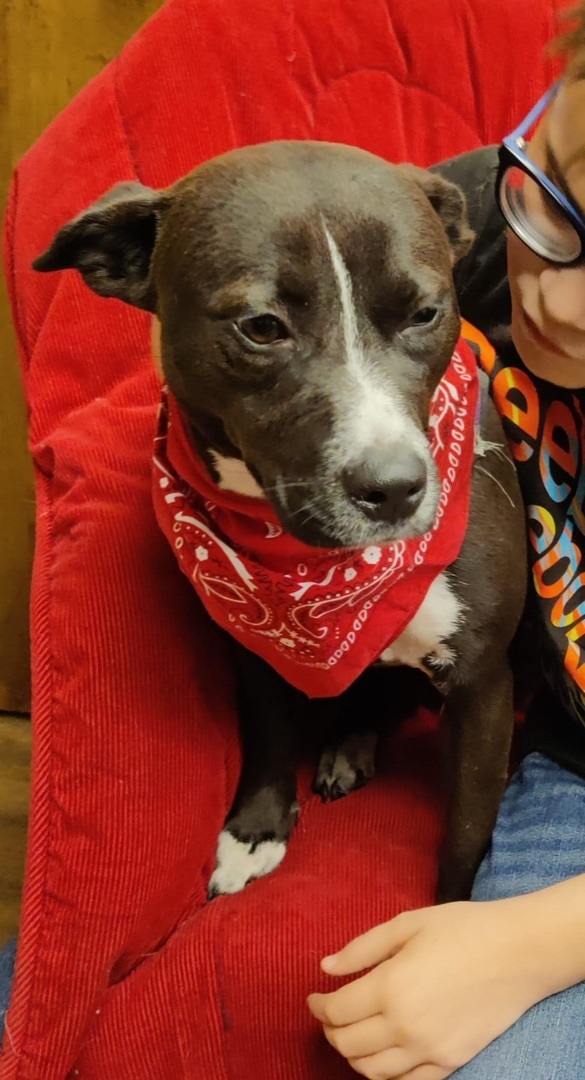 Tiny, Adoptable, Adult Female Smooth Fox Terrier & Labrador Retriever.