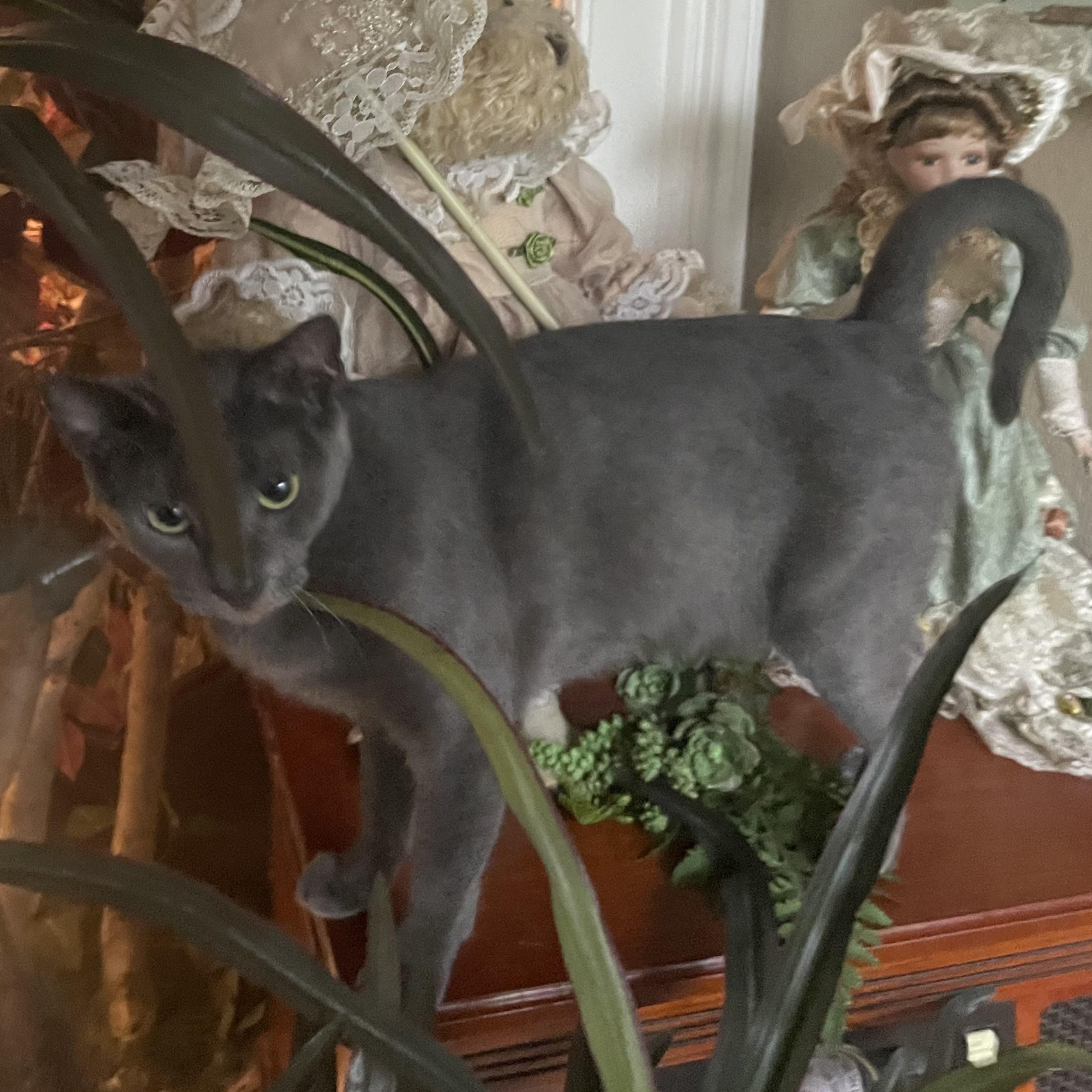 Enlarge Blair, a Adoptable Russian Blue in Latham, NY image 5/6