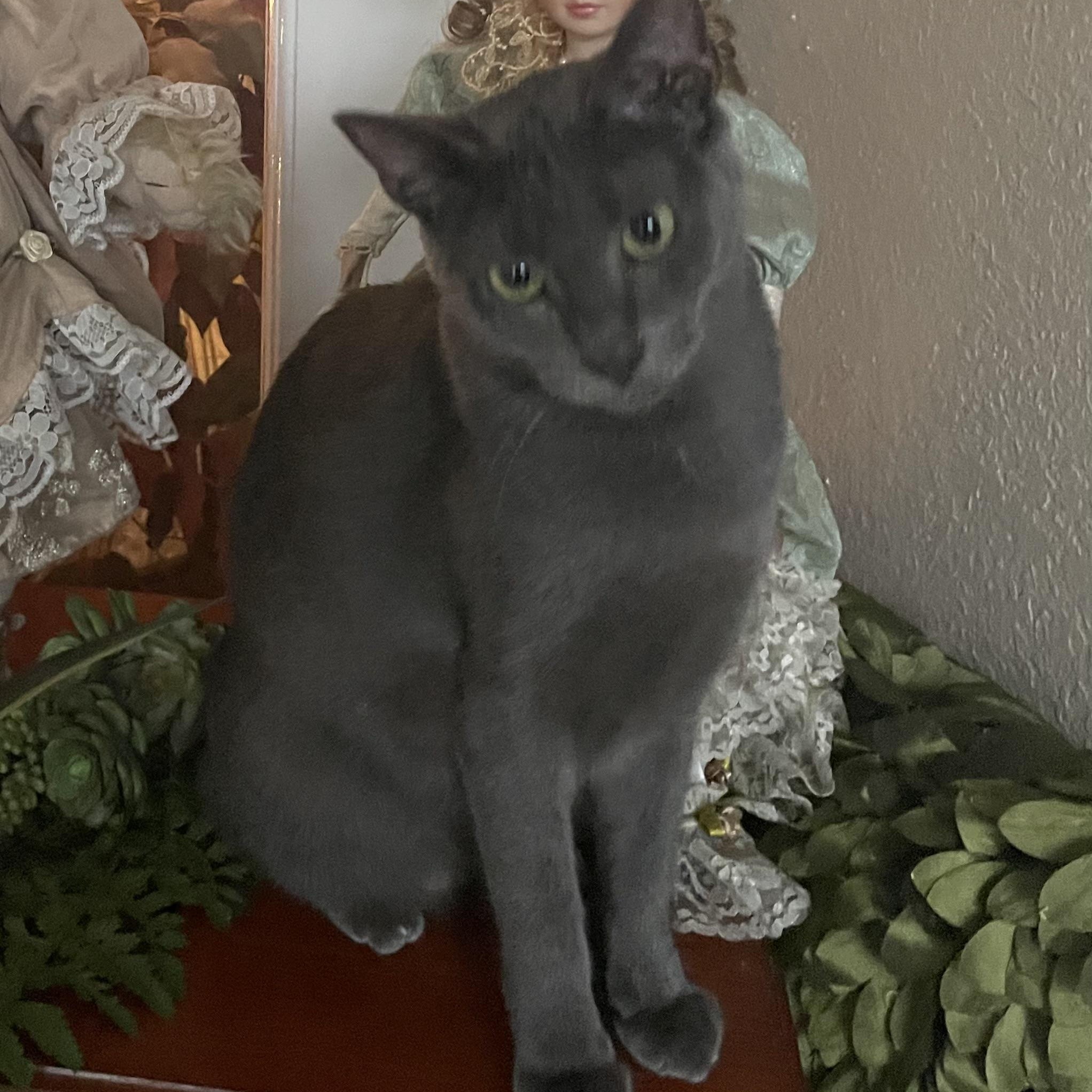 Enlarge Blair, a Adoptable Russian Blue in Latham, NY image 3/6