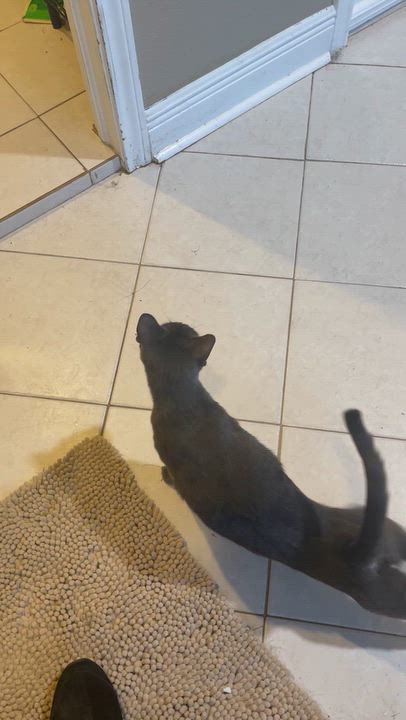 Enlarge Blair, a Adoptable Russian Blue in Latham, NY video 6/6