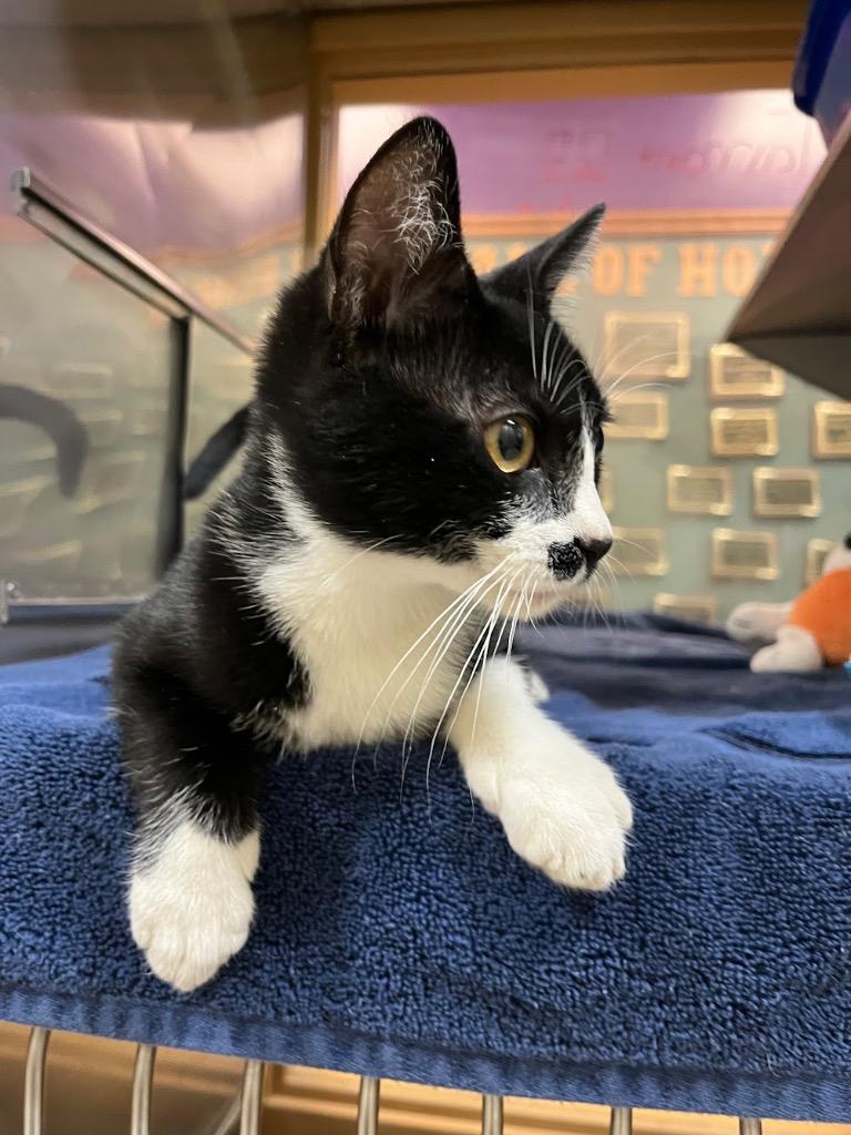 Enlarge Tarrant, a Adoptable mixed breed in Little Rock, AR image 1/1