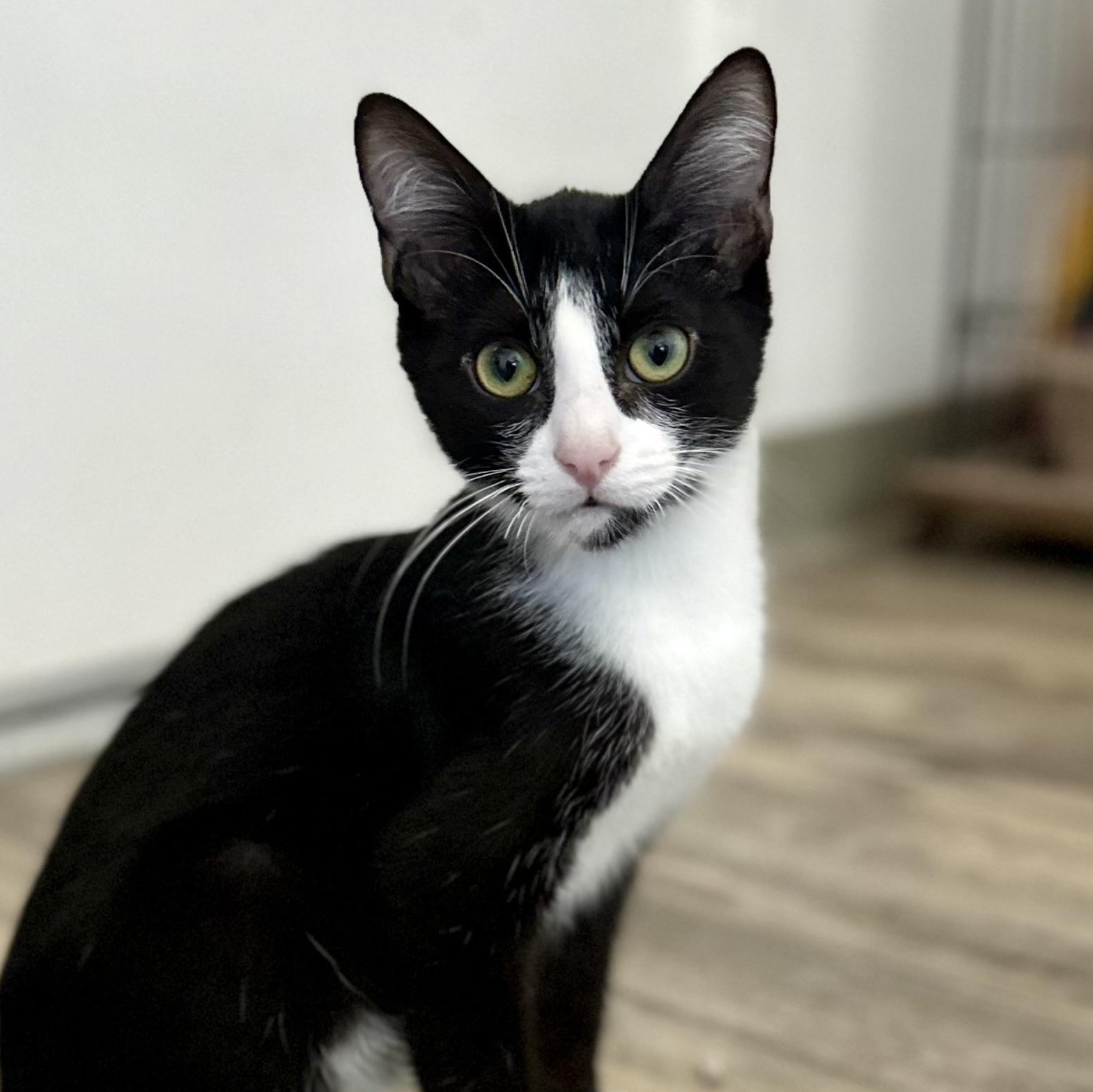 Dipsy 0125 — thumbnail 3