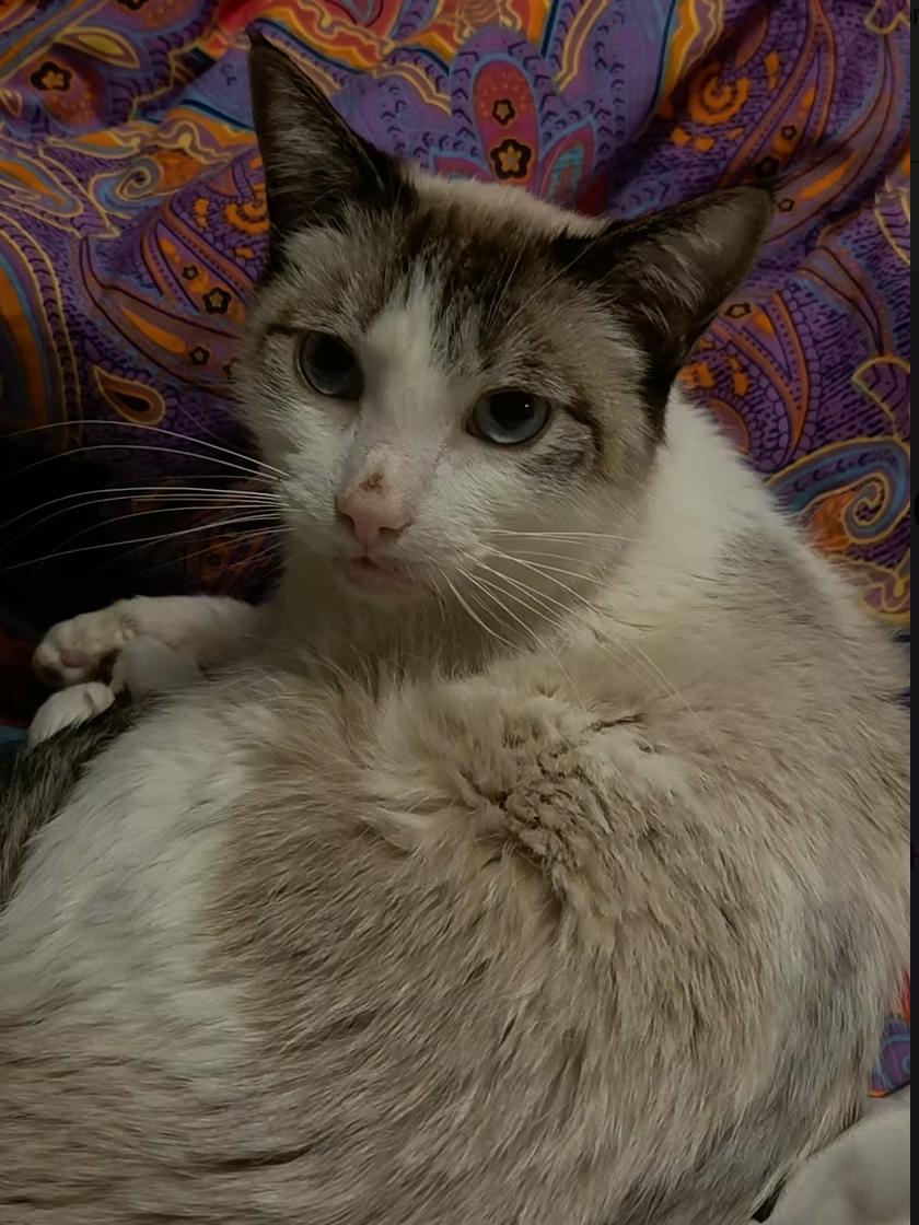 Enlarge Tundra, a ADOPTABLE Domestic Short Hair in Calgary, AB image 2/2
