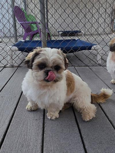 Josh, a ADOPTABLE Shih Tzu in Gardena, CA image 3/3