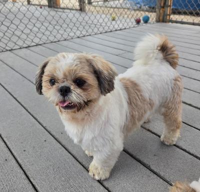 Josh, a ADOPTABLE Shih Tzu in Gardena, CA image 2/3