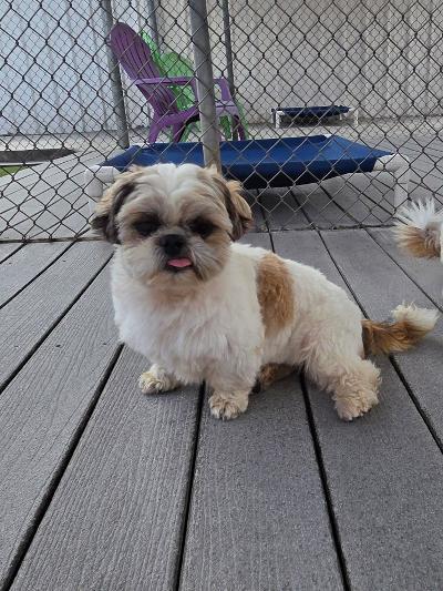 Josh, ADOPTABLE, Adult Male Shih Tzu.