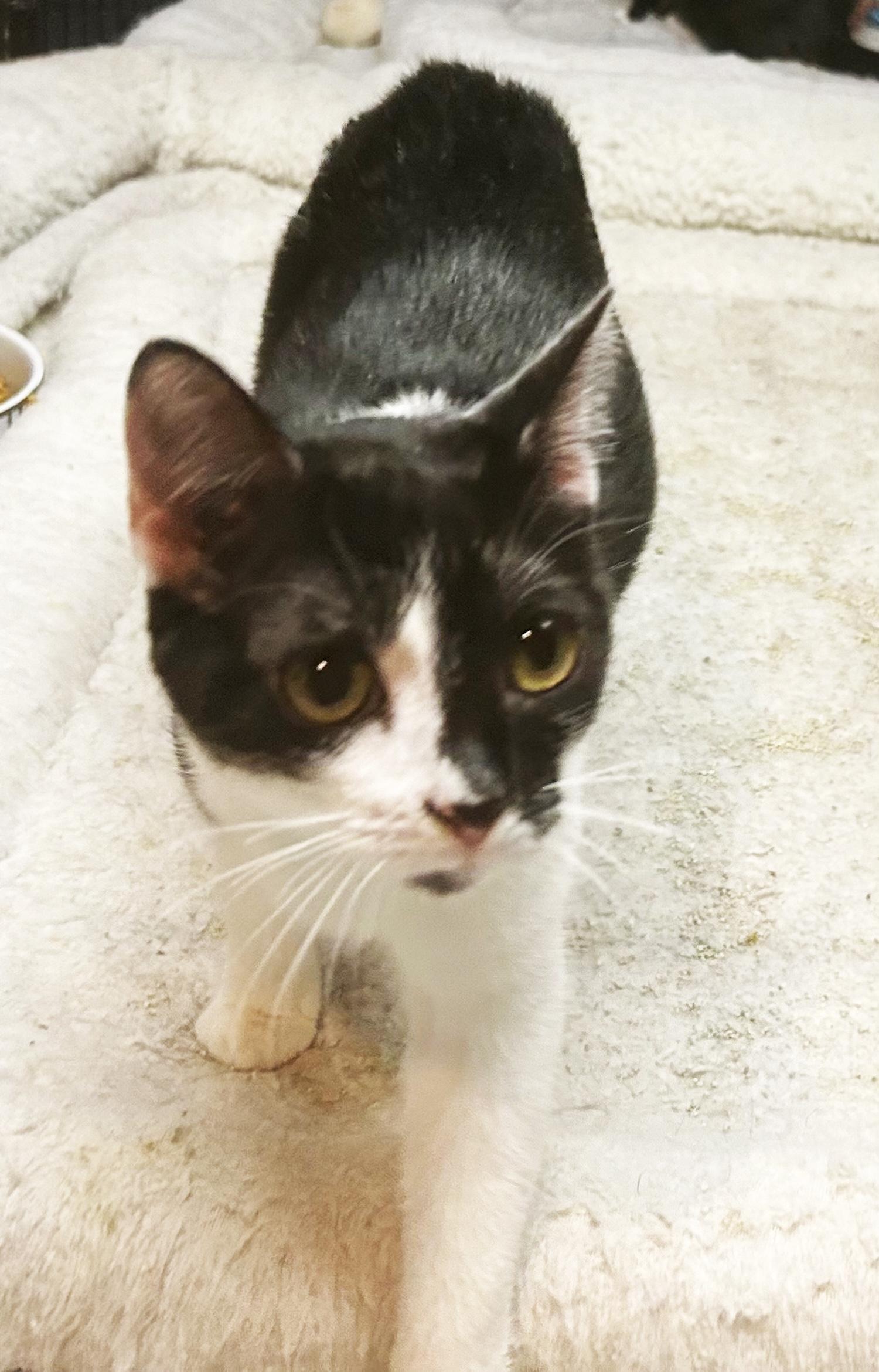 Bovary, a Adoptable Domestic Short Hair in Smithfield, NC image 2/3