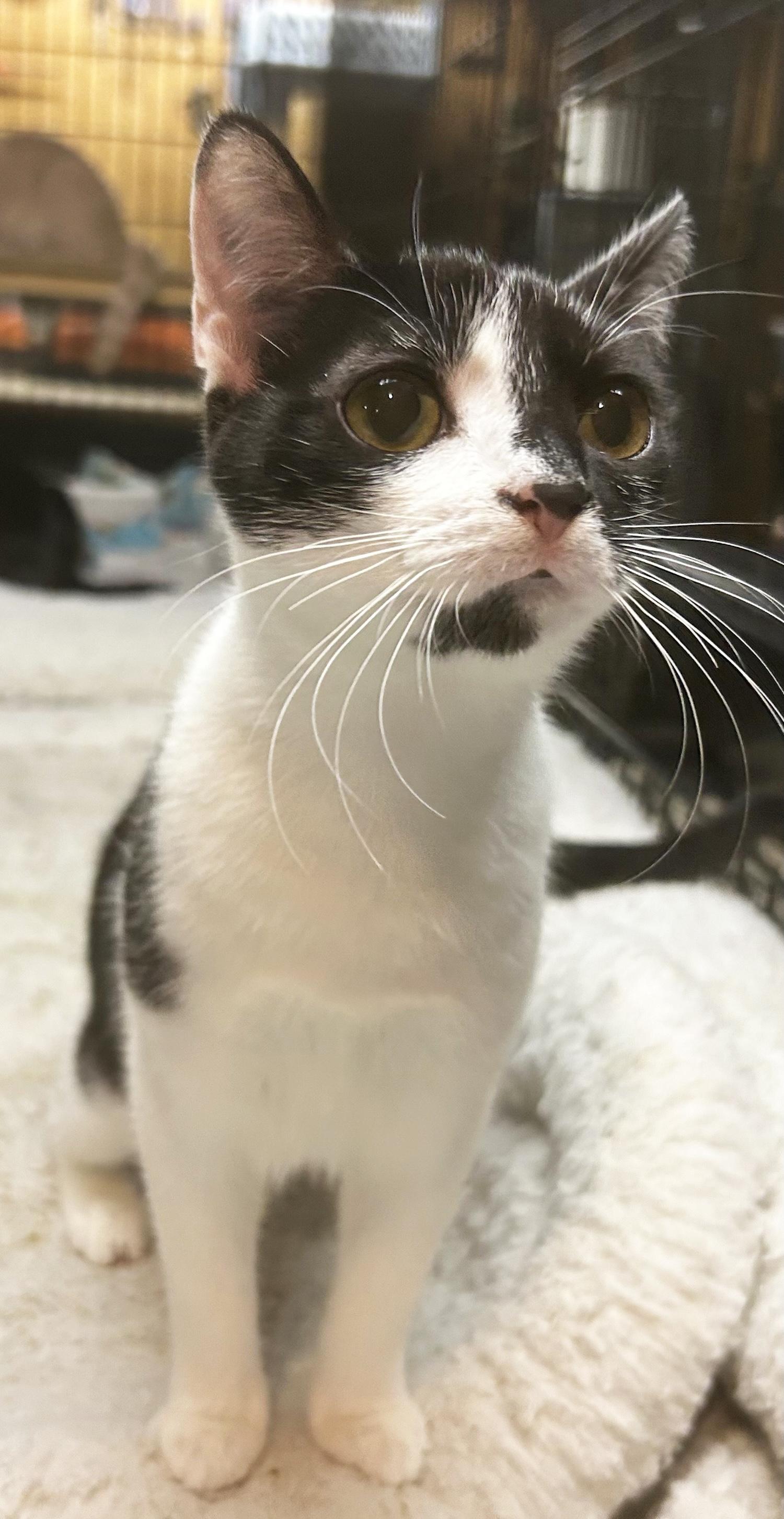 Bovary, a Adoptable Domestic Short Hair in Smithfield, NC image 3/3