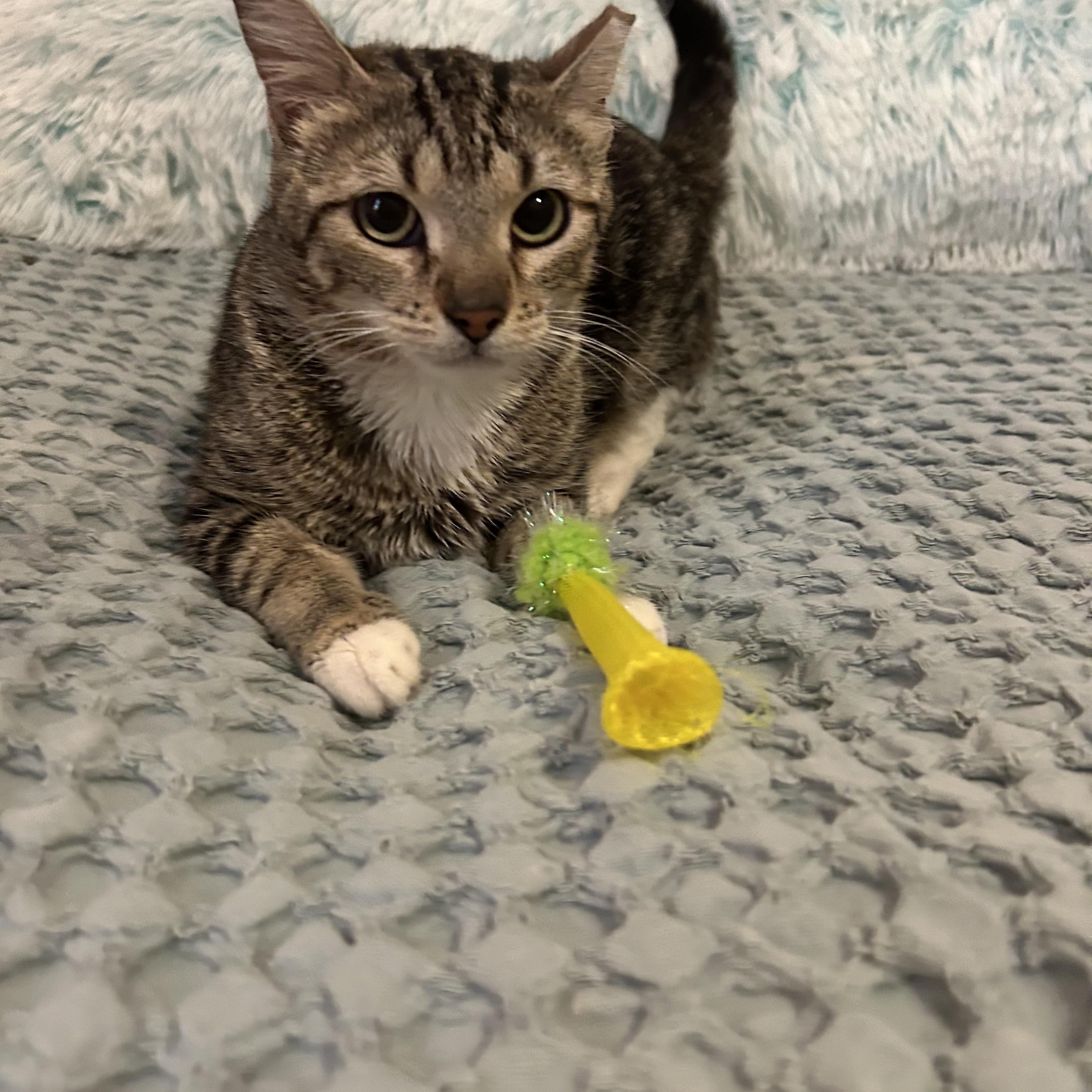 Enlarge Norma, a Adoptable Domestic Short Hair in Herculaneum, MO image 2/4