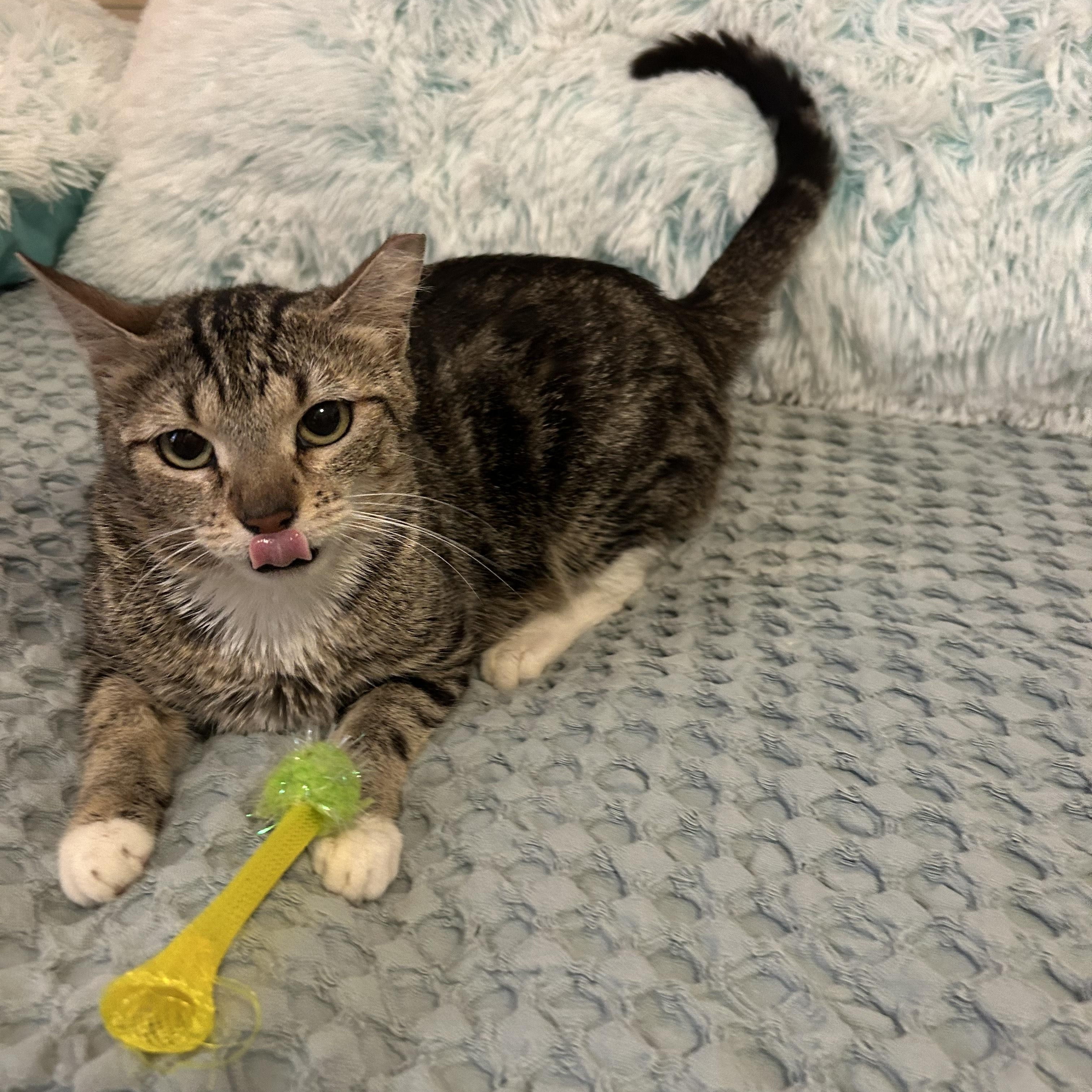 Enlarge Norma, a Adoptable Domestic Short Hair in Herculaneum, MO image 3/4