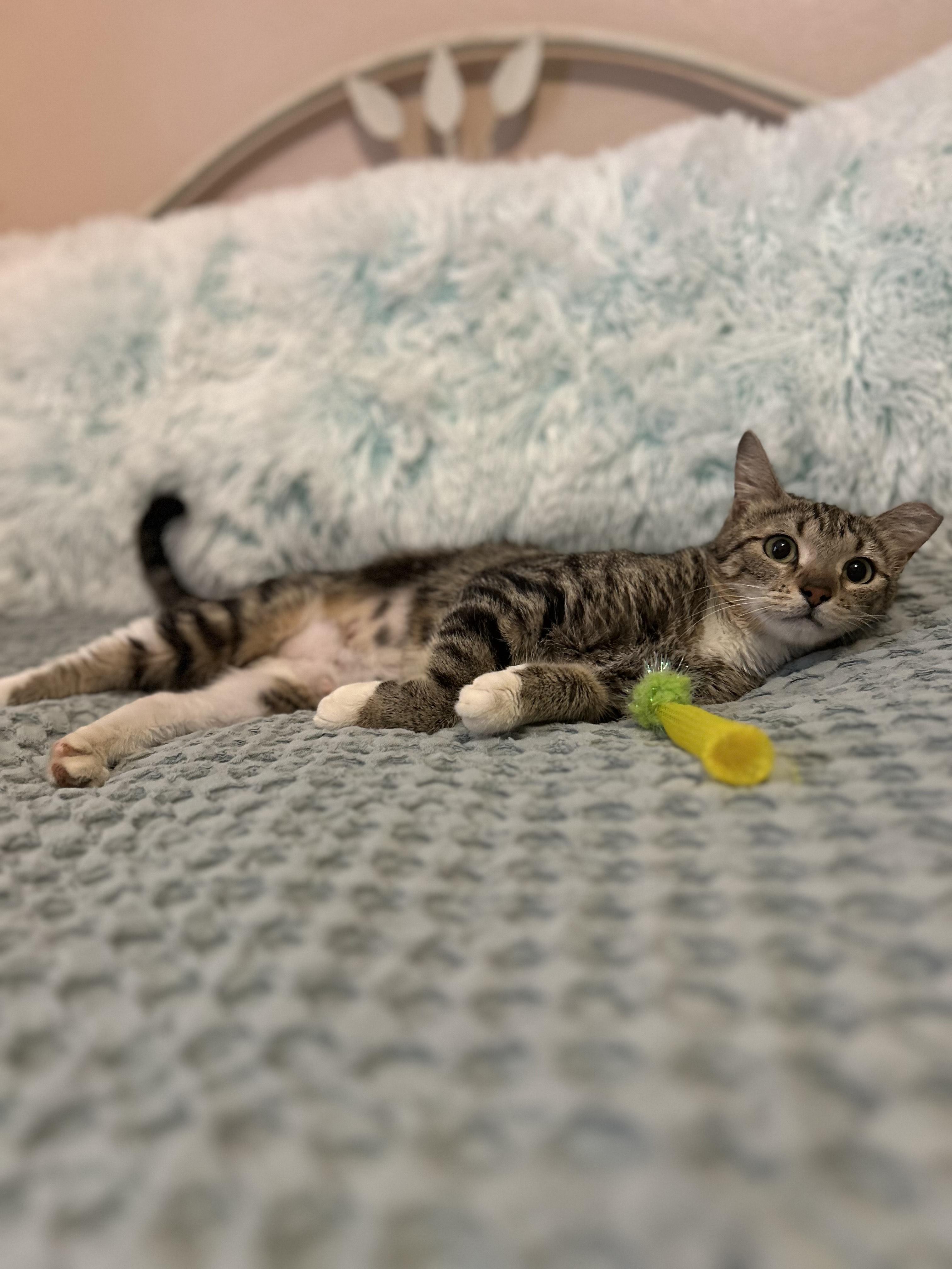 Enlarge Norma, a Adoptable Domestic Short Hair in Herculaneum, MO image 4/4