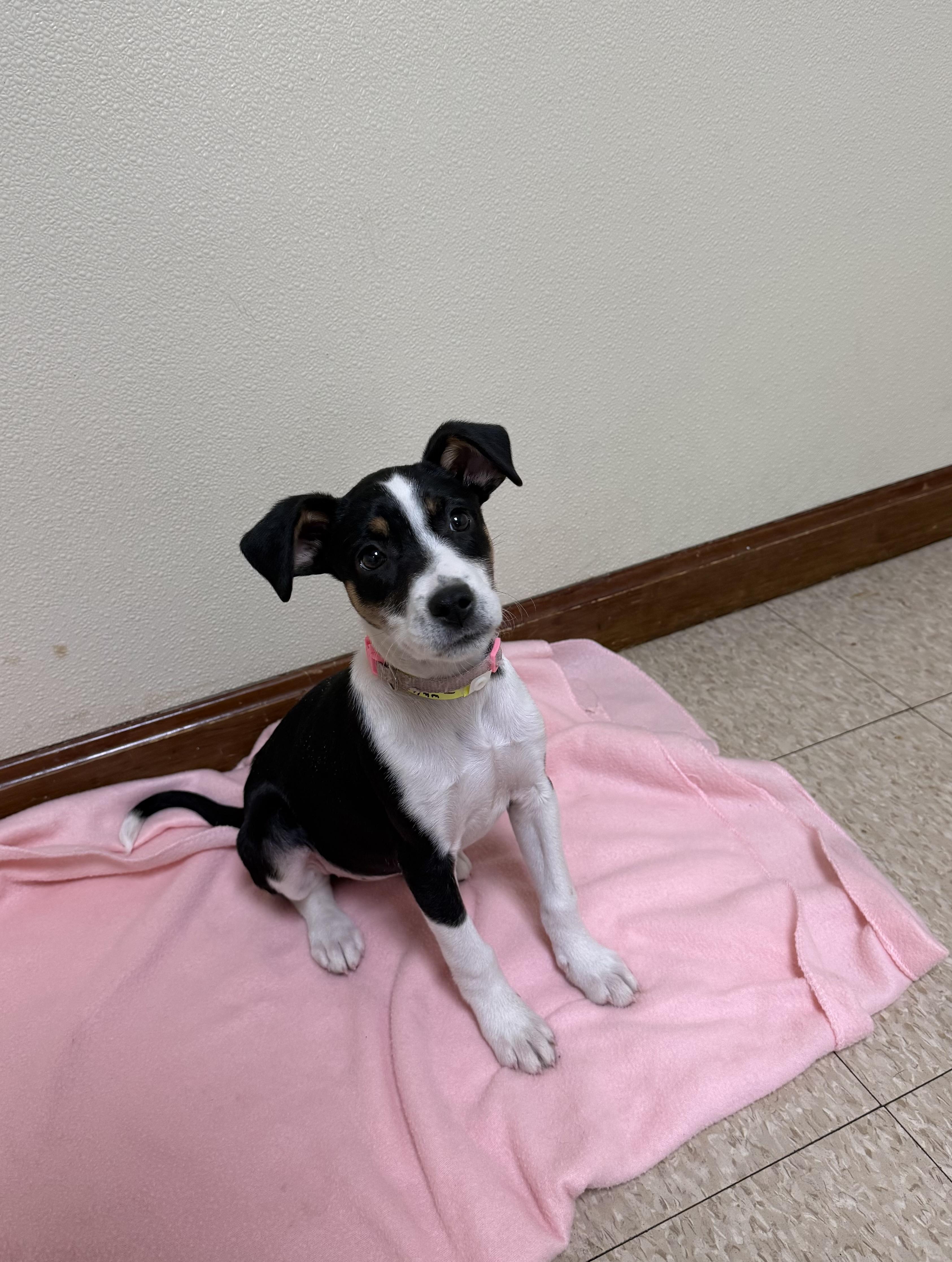 Enlarge Iris, a ADOPTABLE mixed breed in Douglas, MA image 3/4