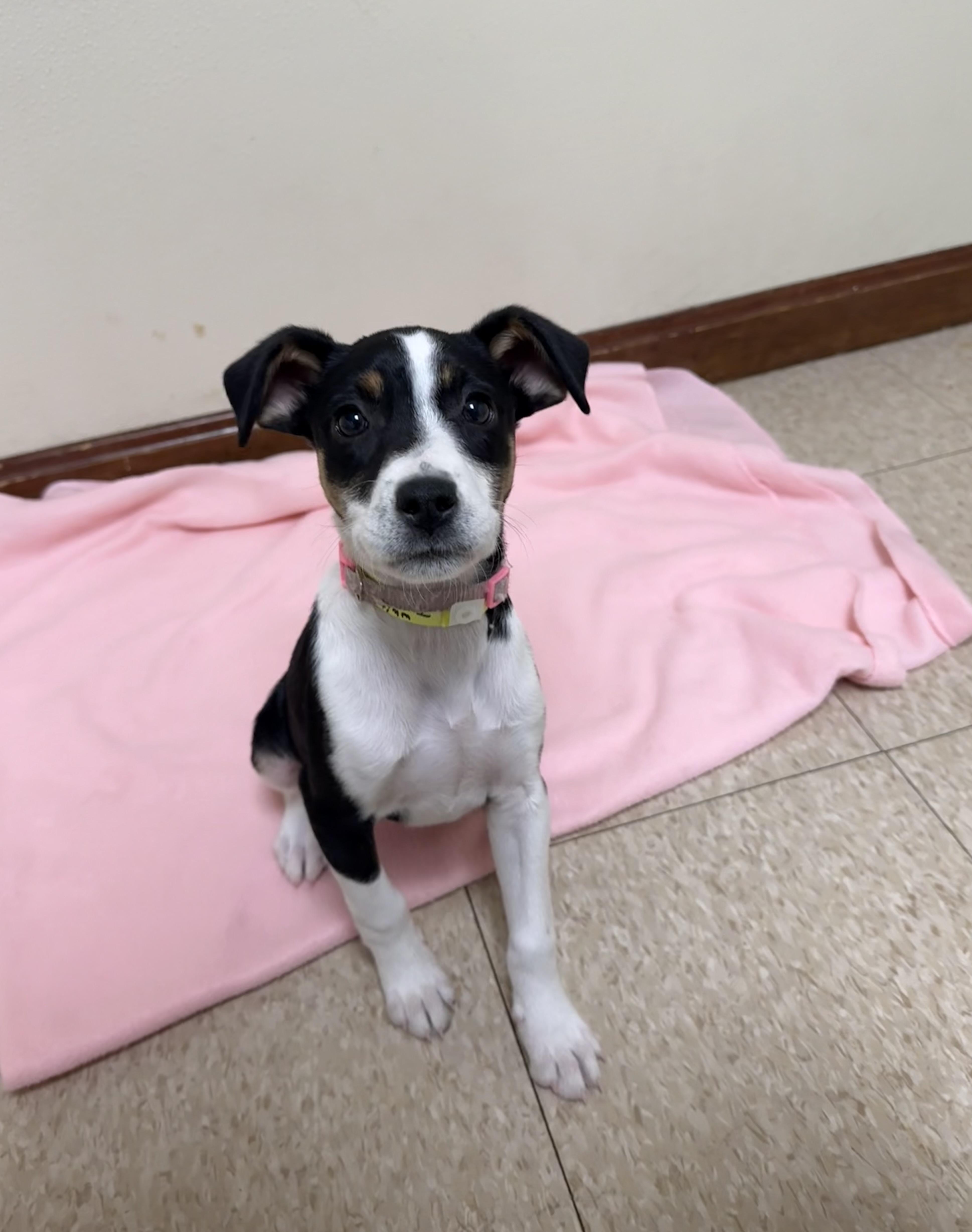 Enlarge Iris, a ADOPTABLE mixed breed in Douglas, MA image 4/4