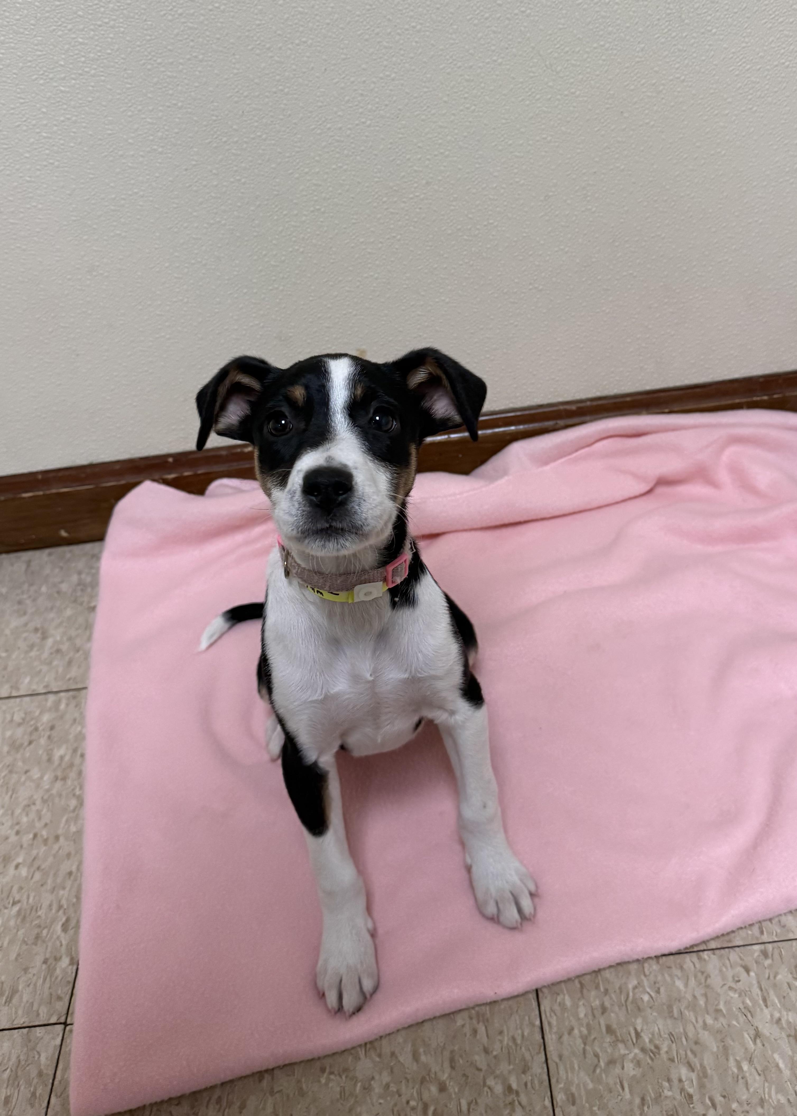 Enlarge Iris, a ADOPTABLE mixed breed in Douglas, MA image 2/4