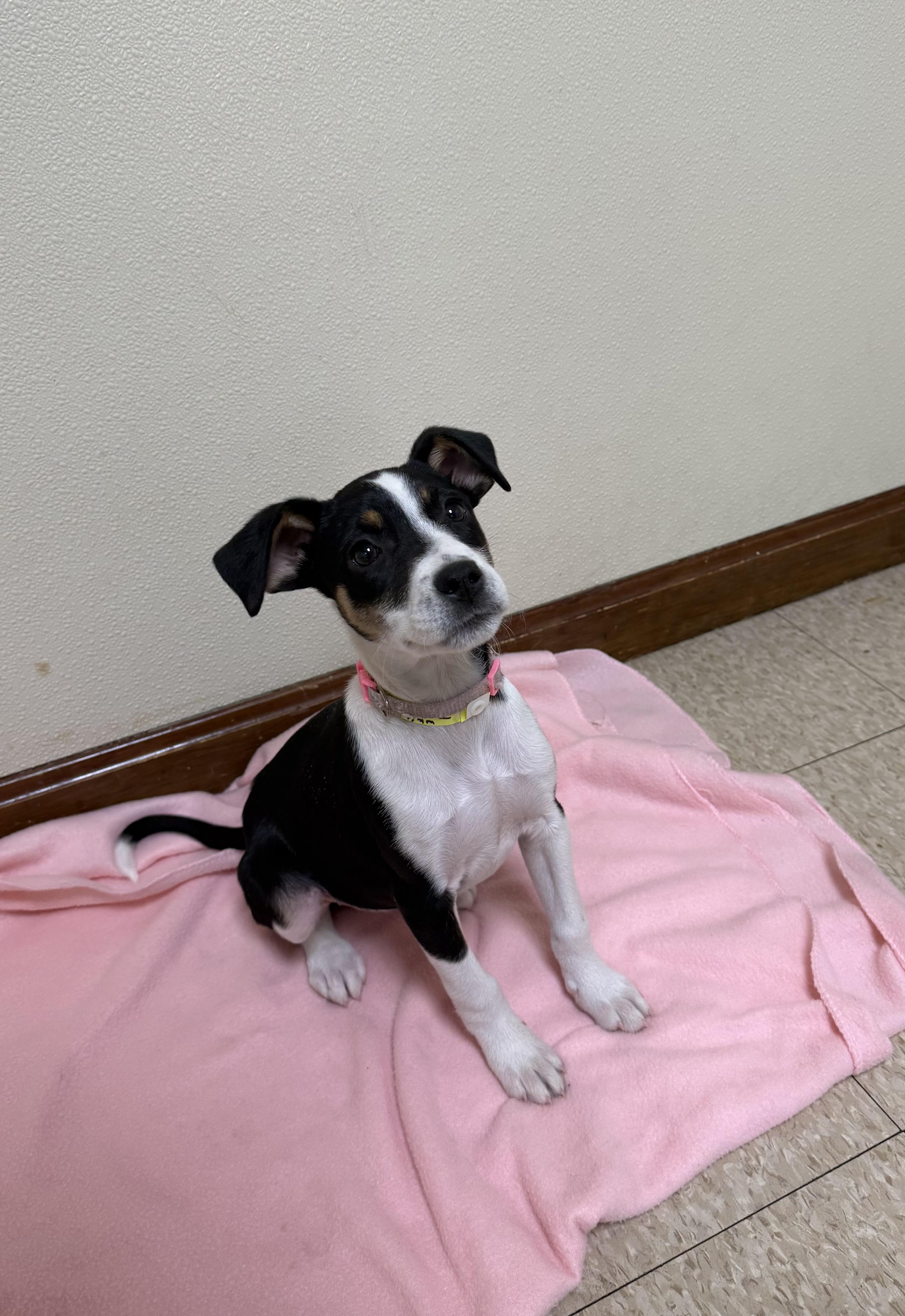 Iris, ADOPTABLE, Puppy Female Australian Shepherd & Hound.