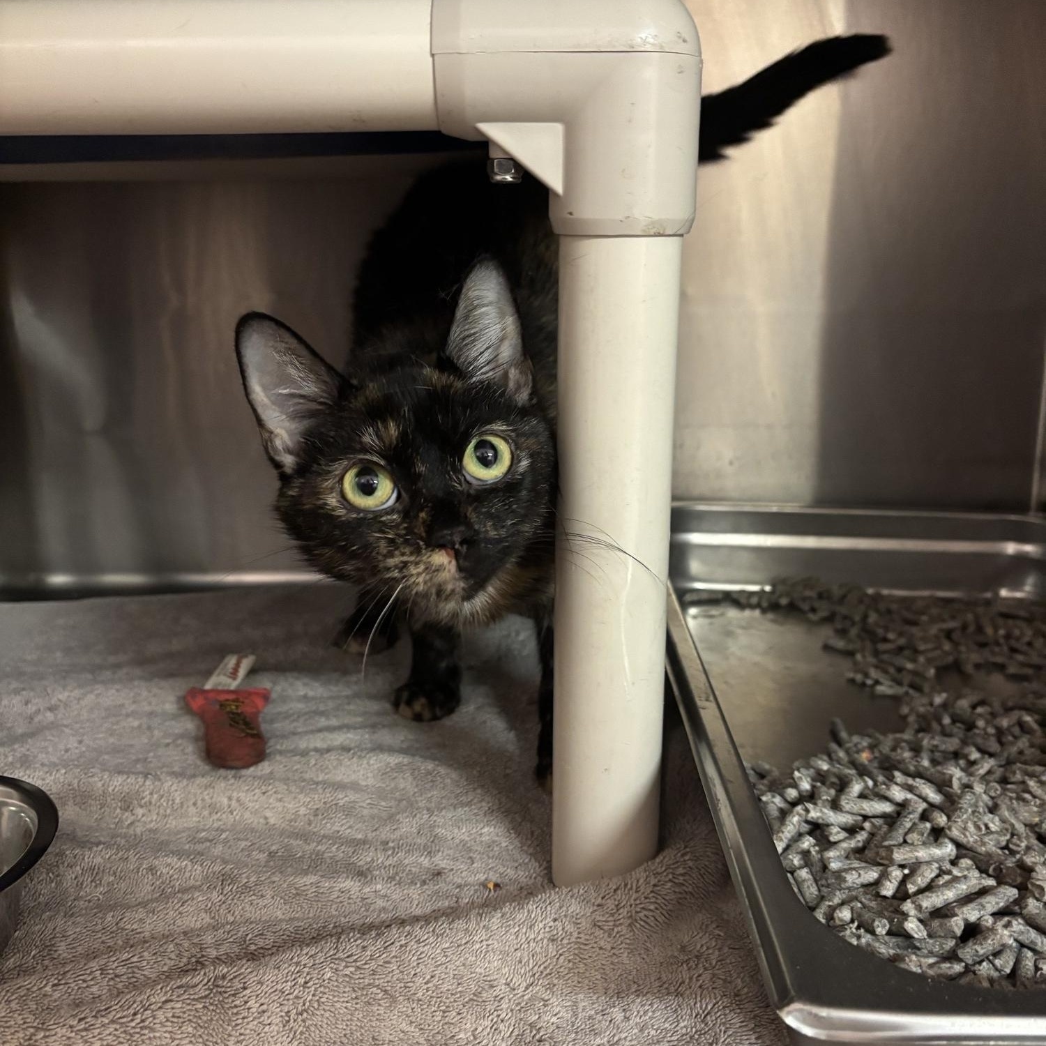 Enlarge Athena CS-242/26, a Adoptable Domestic Short Hair in Burlington, ON image 2/2