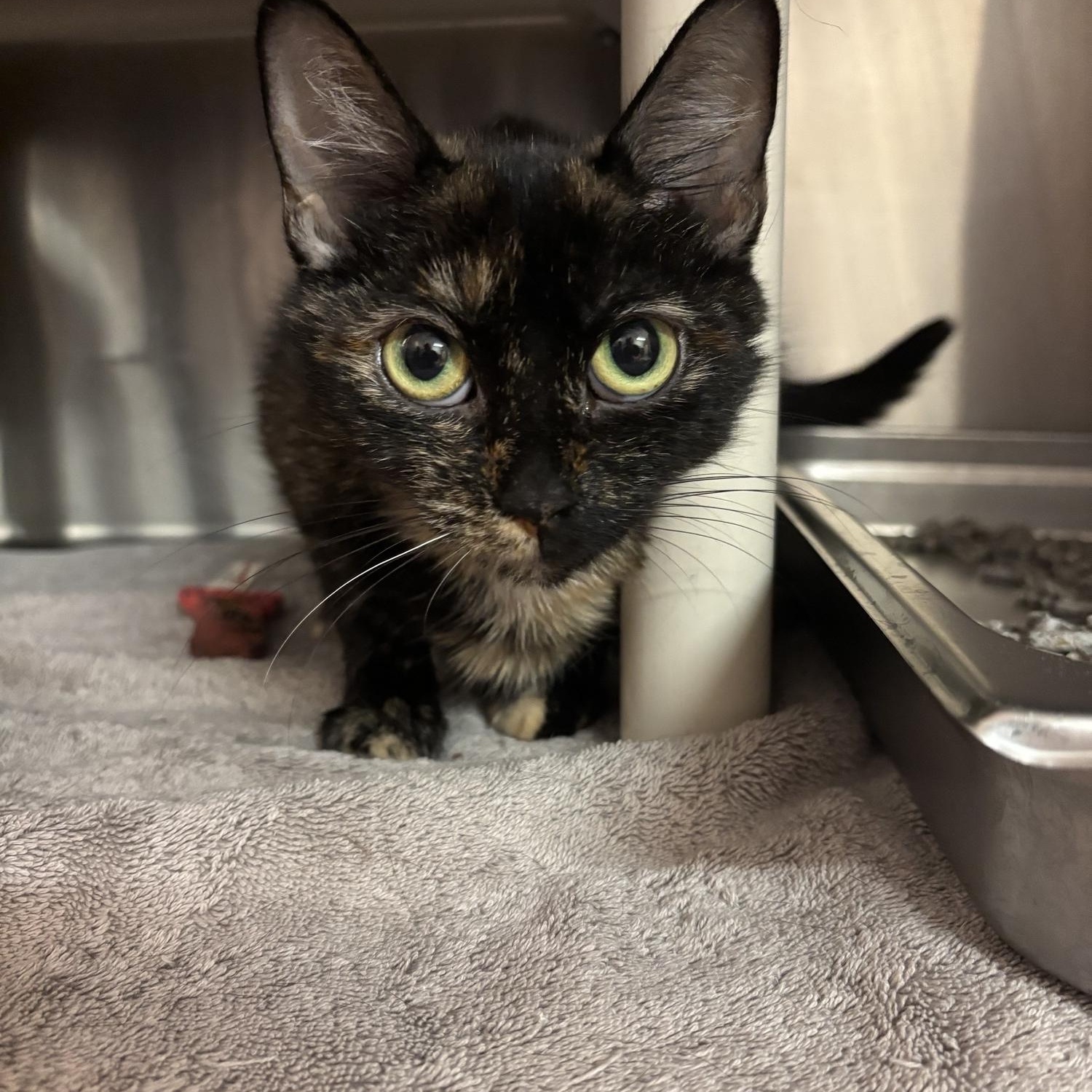 Athena CS-242/26, Adoptable, Young Female Domestic Short Hair.