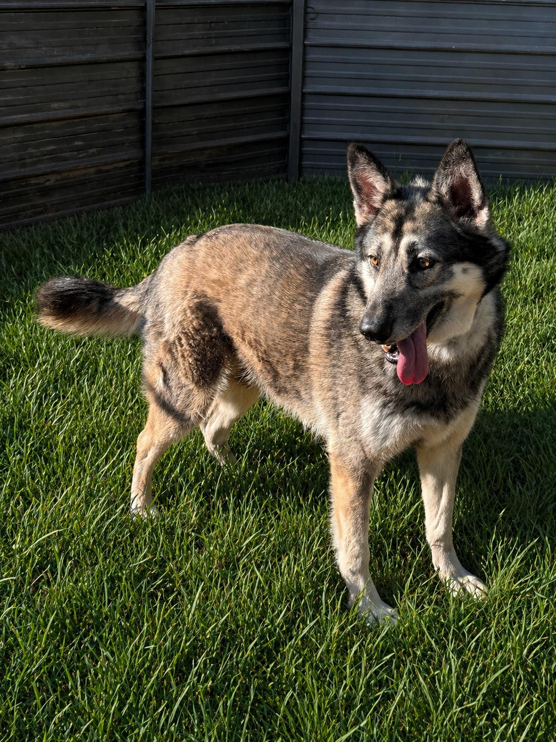 Enlarge Lakota (Courtesy Post), an adopted mixed breed in Hinton, OK image 1/1