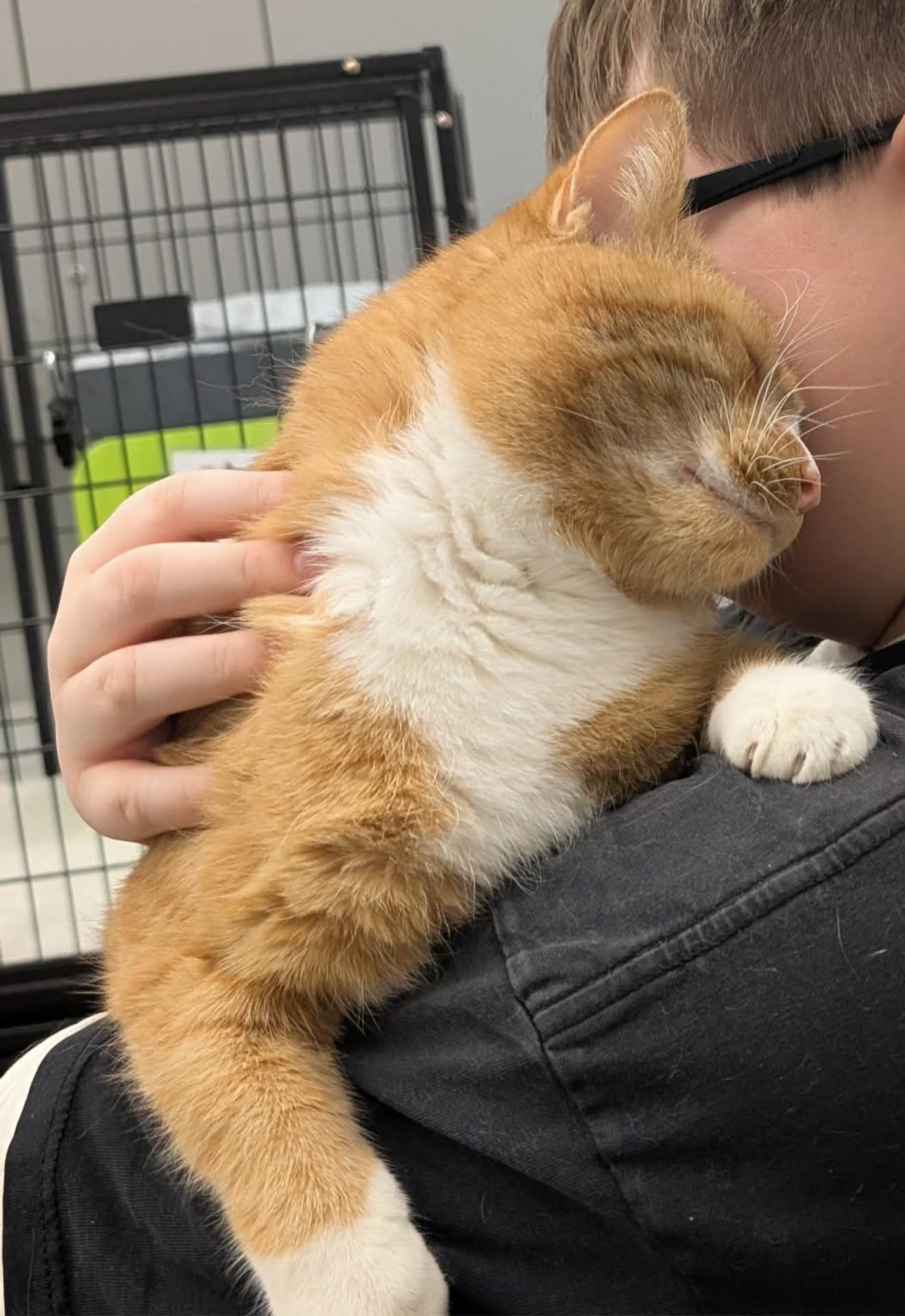 Enlarge Hobbs, an adopted Domestic Short Hair in Cleveland, OH image 4/6