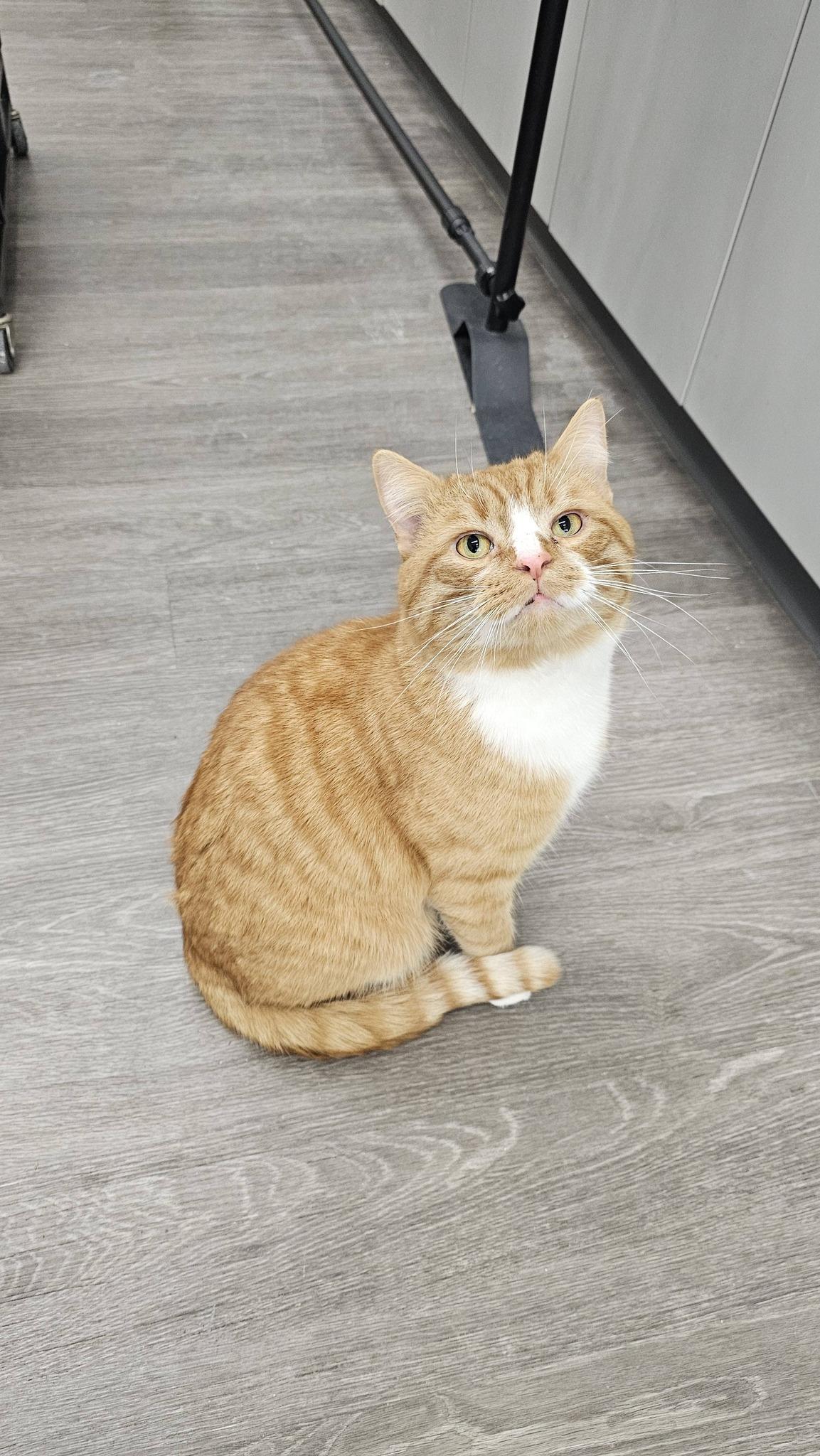 Enlarge Hobbs, an adopted Domestic Short Hair in Cleveland, OH image 6/6