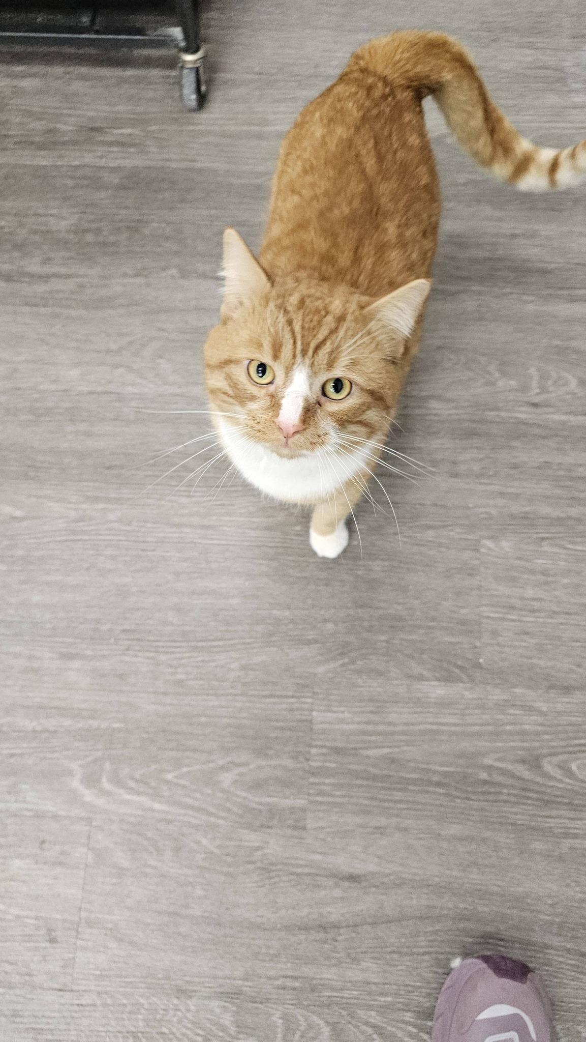 Hobbs, adopted, Young Male Domestic Short Hair.