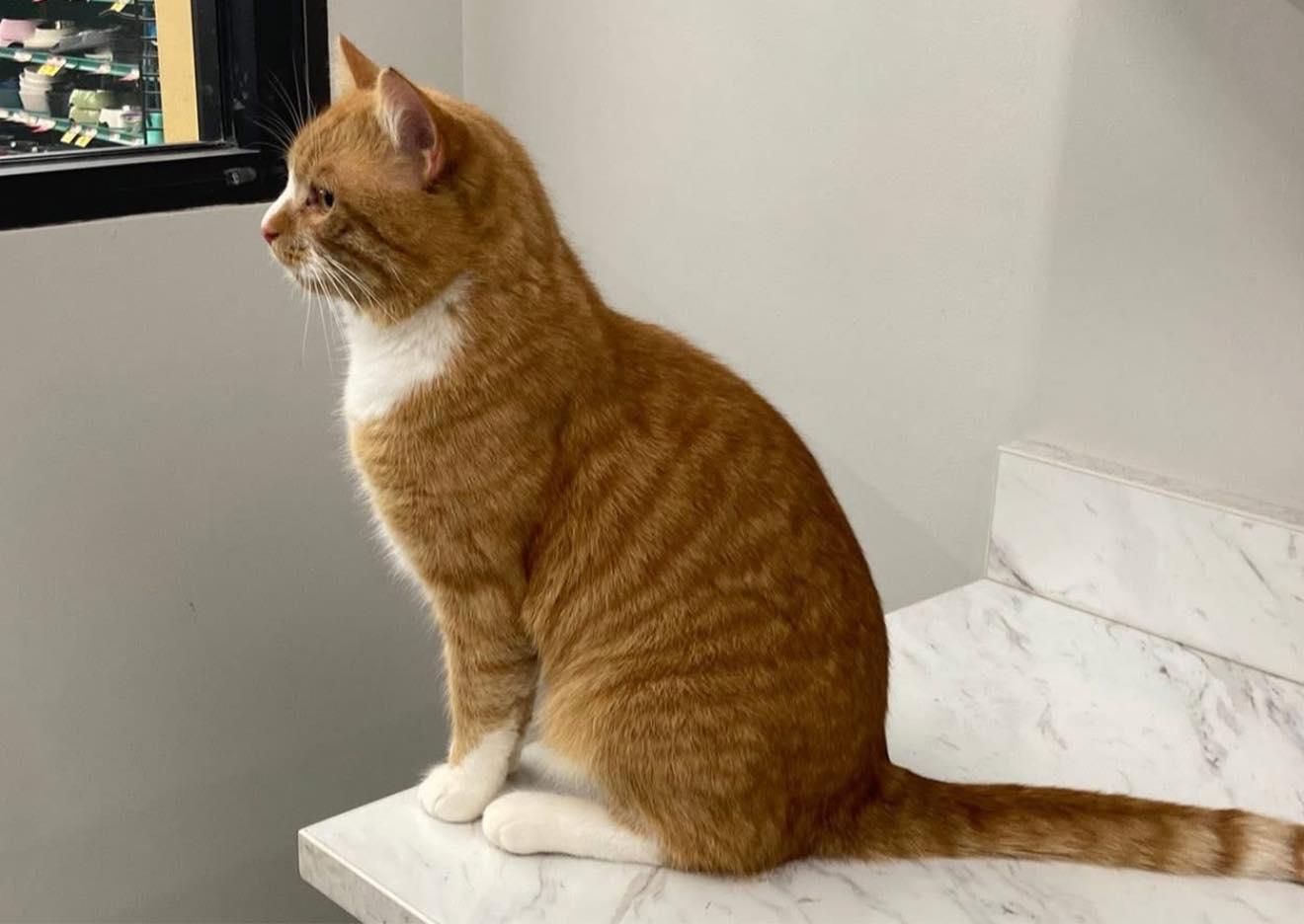 Enlarge Hobbs, an adopted Domestic Short Hair in Cleveland, OH image 3/6