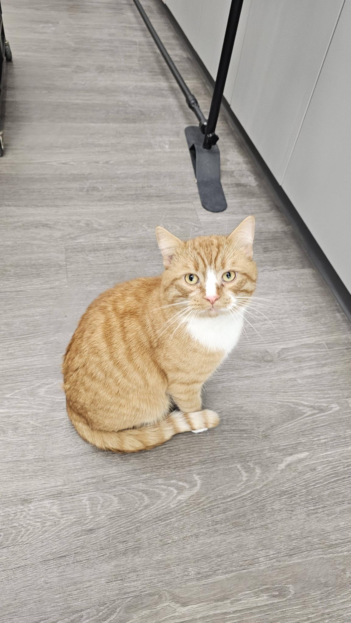 Enlarge Hobbs, an adopted Domestic Short Hair in Cleveland, OH image 5/6