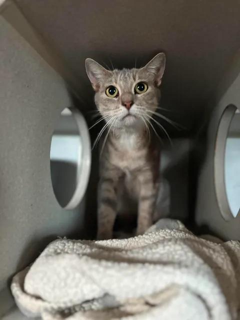 Nikki, ADOPTABLE, Adult Female American Shorthair.